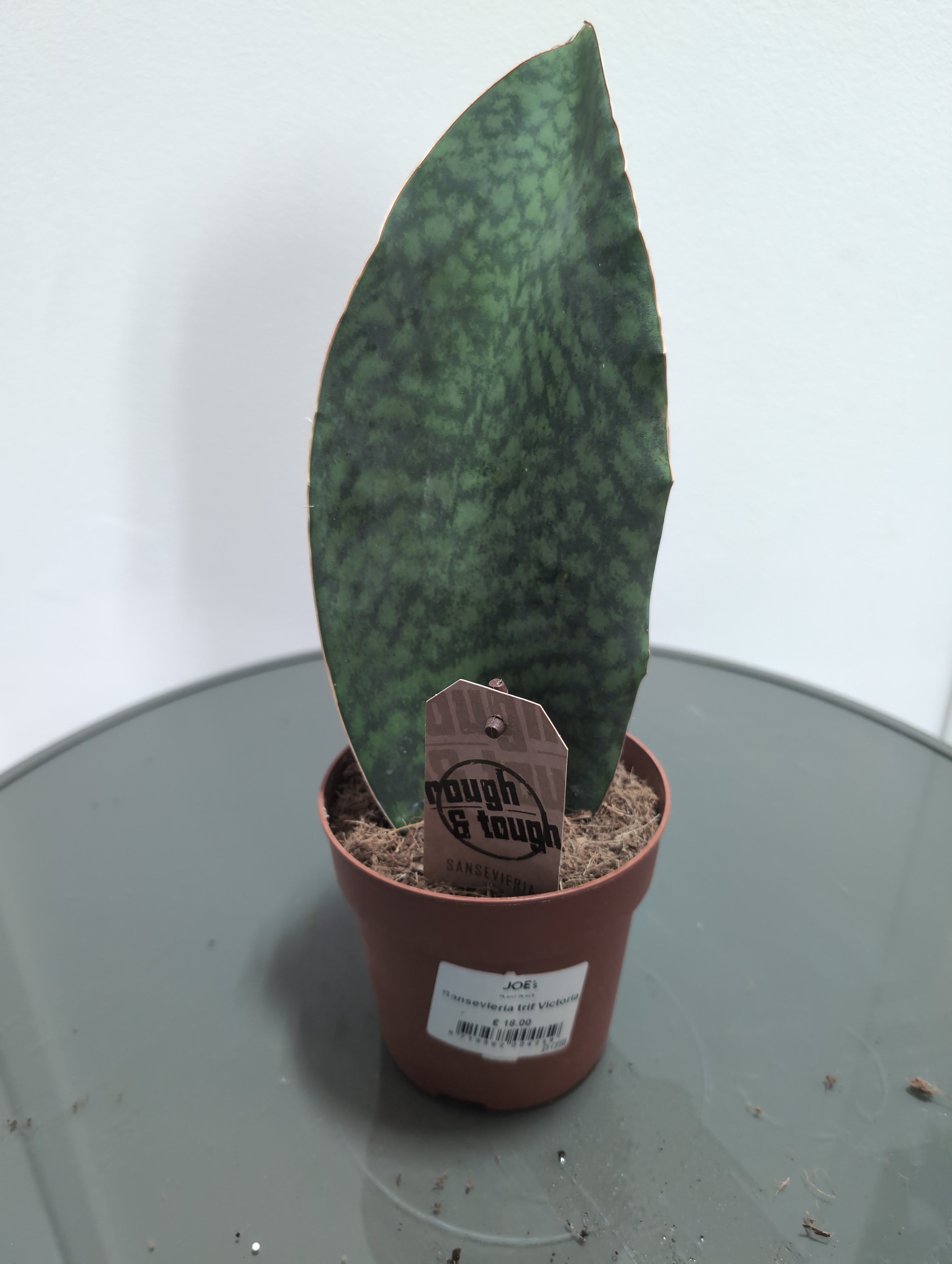 Snake Plant ‘Victoria' | Sansevieria trifasciata