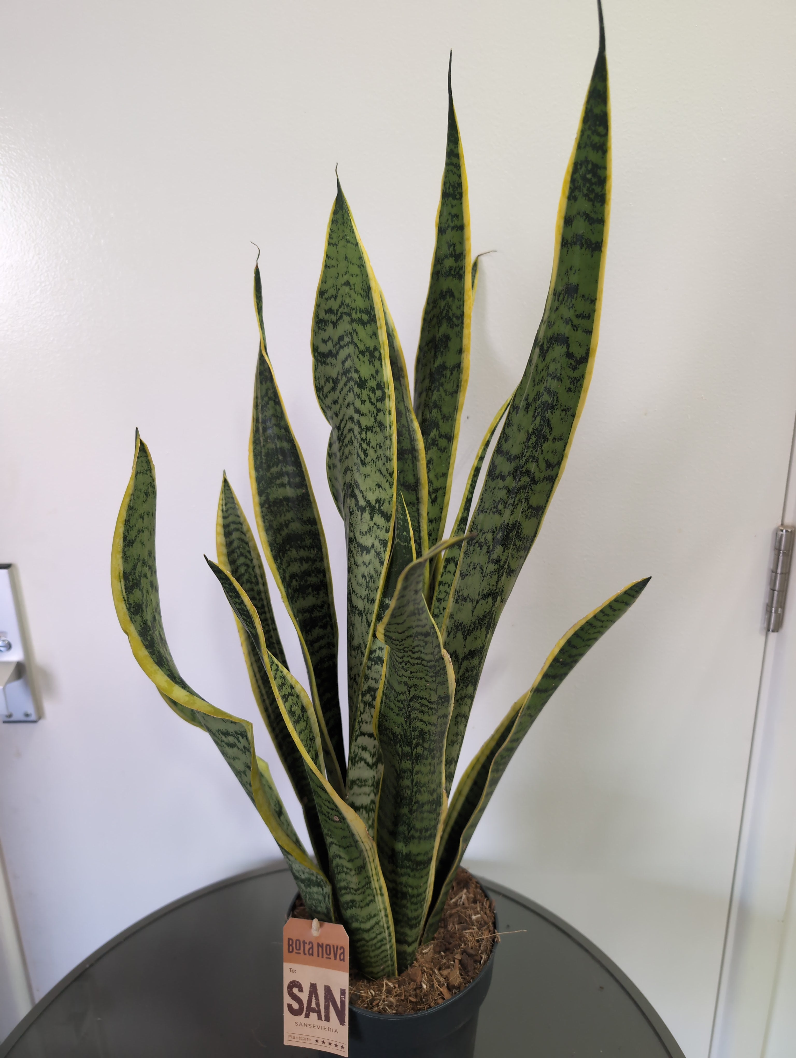 Sansevieria Laurentii XL | 17cm