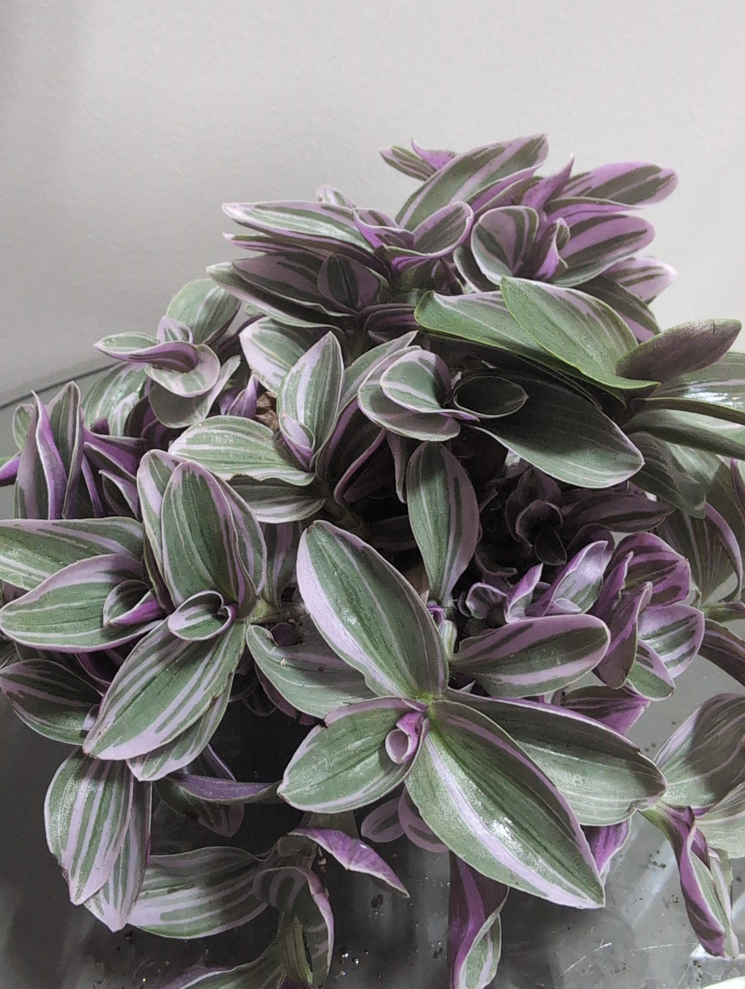 Tradescantia | Sweetness