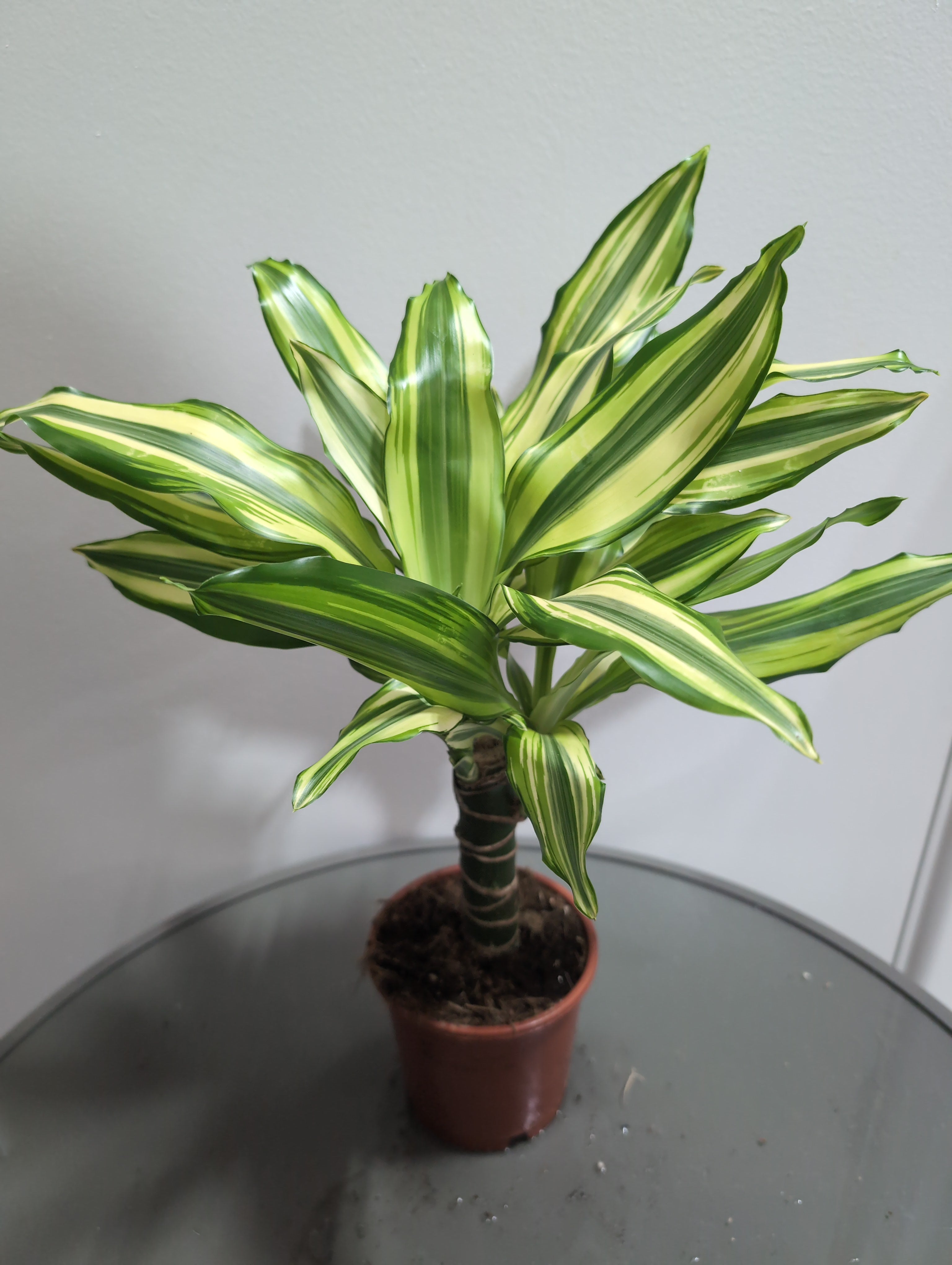 Dragon Tree | Yellow Coast Dracaena Fragrans