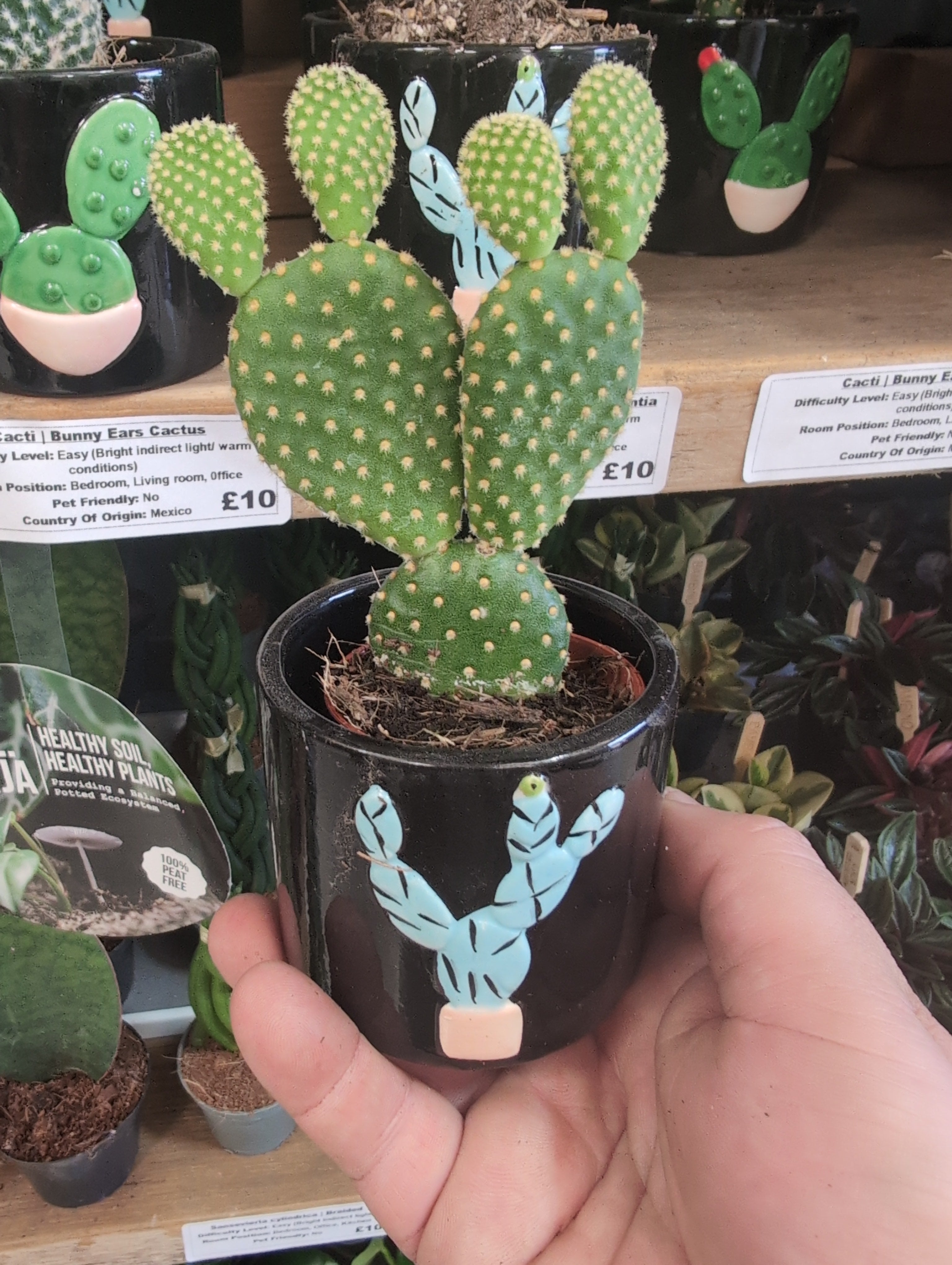 Mickey Mouse Cactus or Bunny Ears Cactuss | Opuntia microdasys In Pot |.