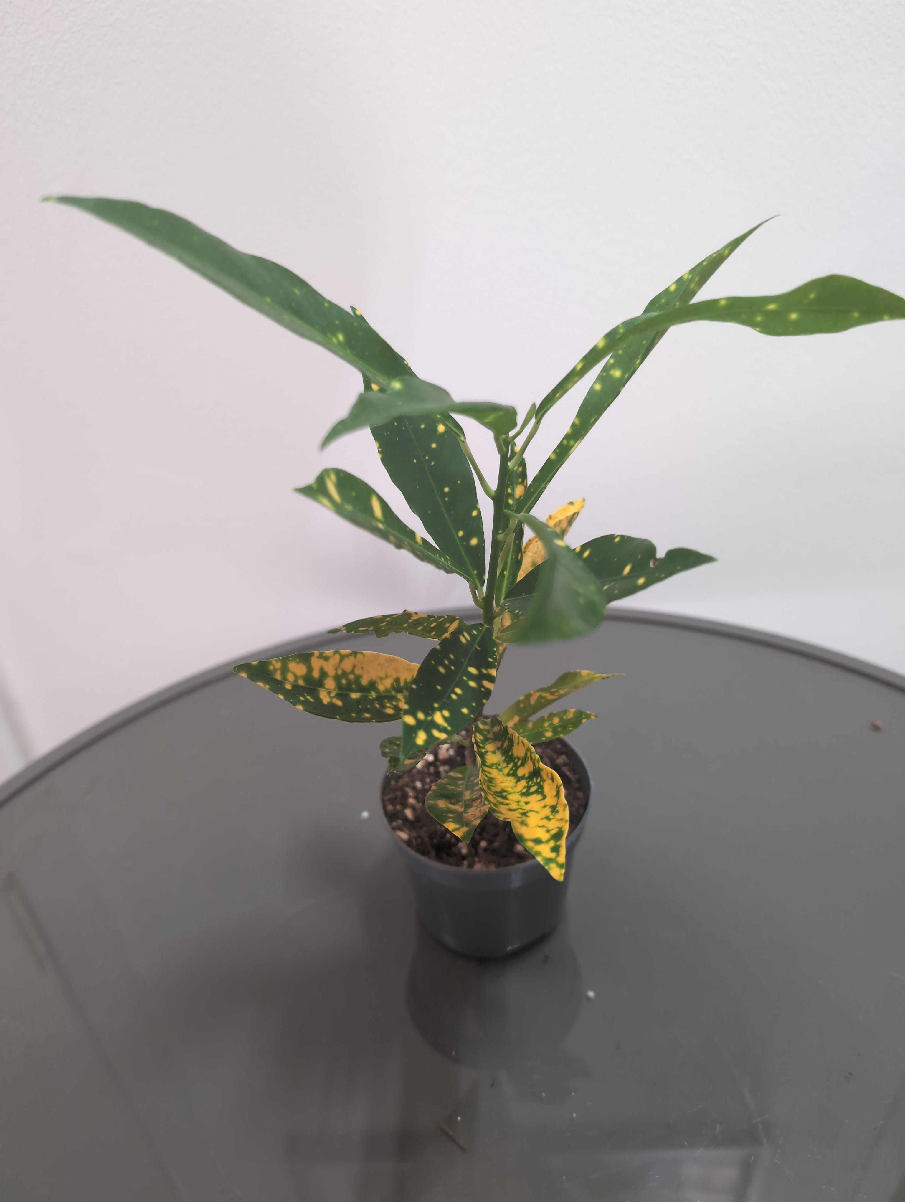 Croton | Codiaeum variegatum