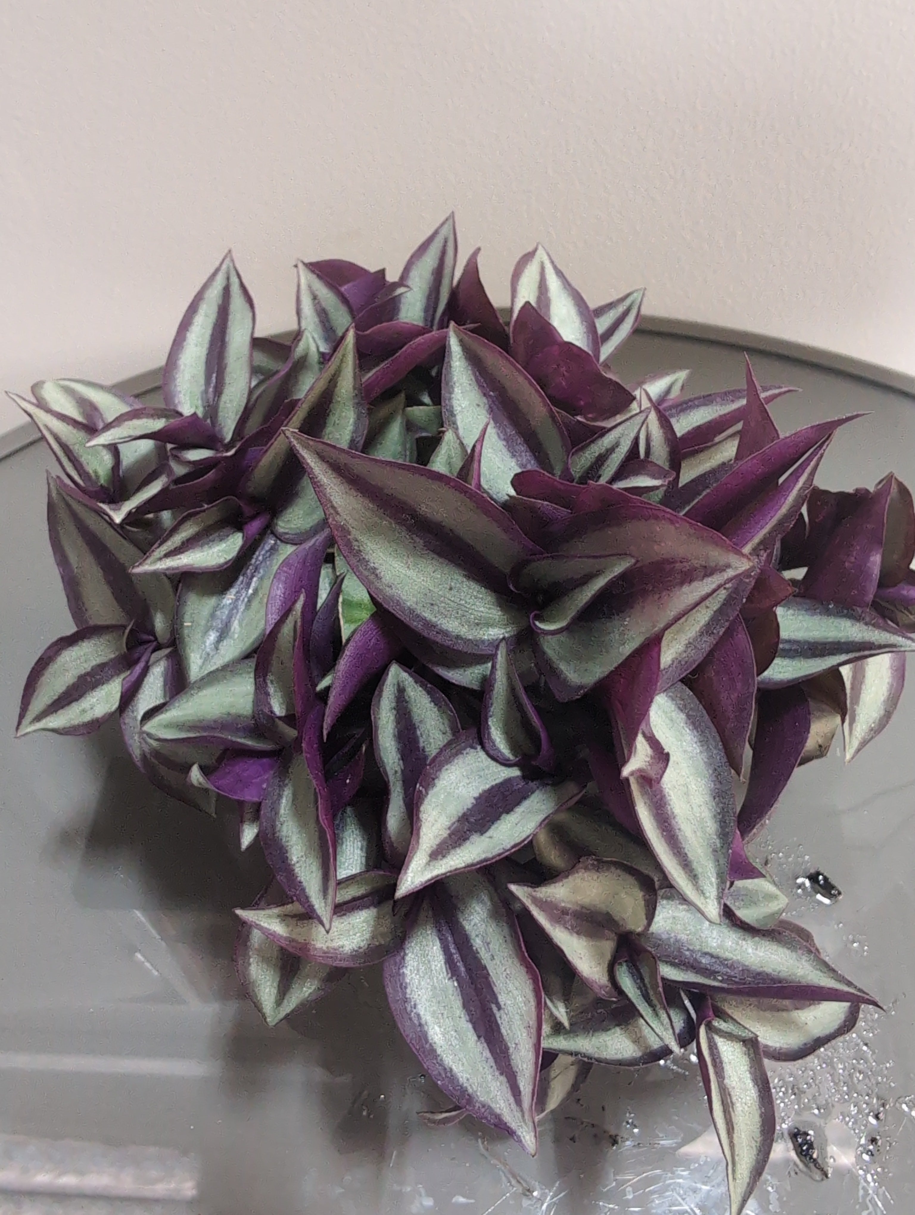 Tradescantia Zebrina | Tradescantia Compacta