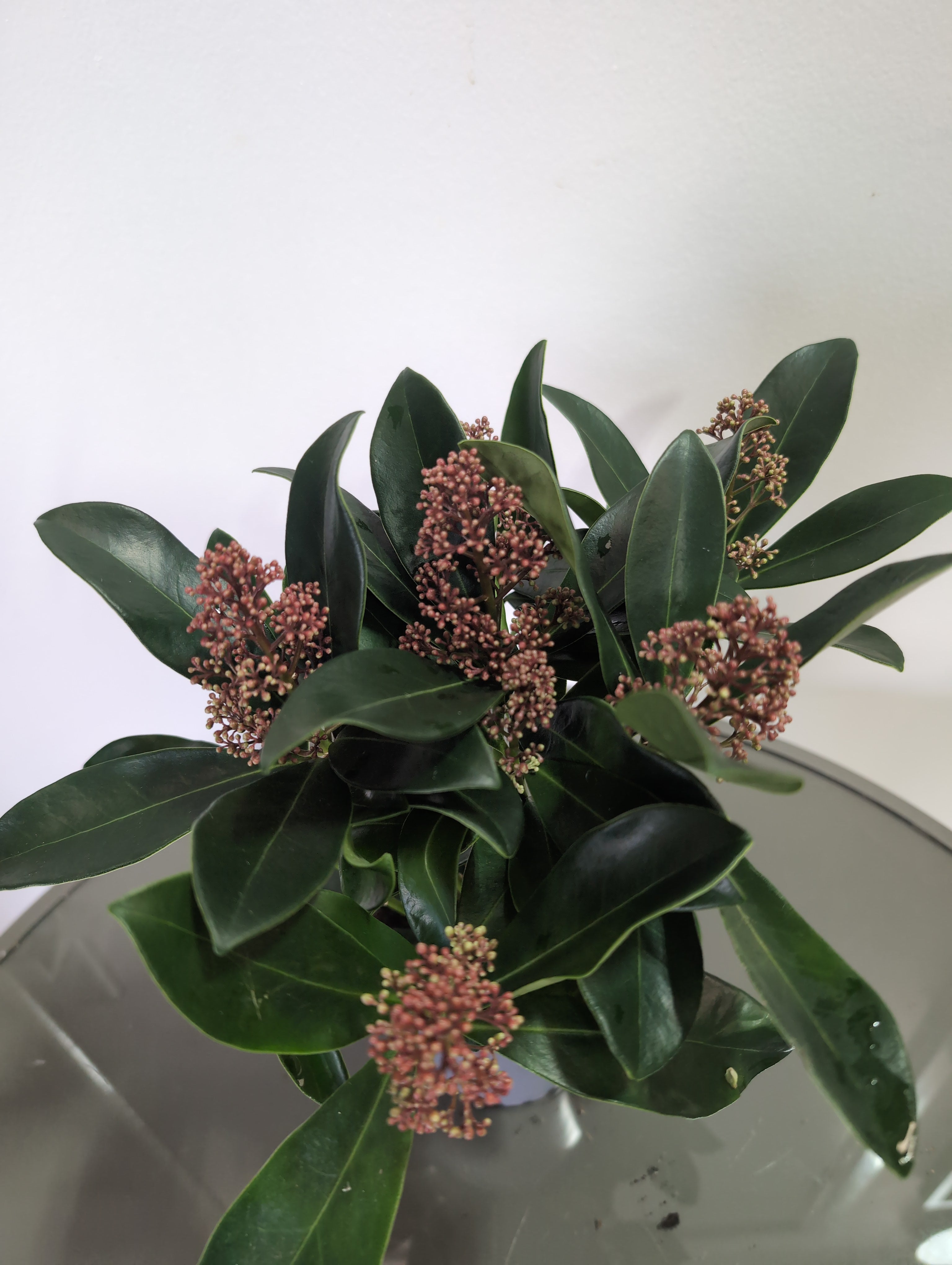 Skimmia Japonica | Rubella