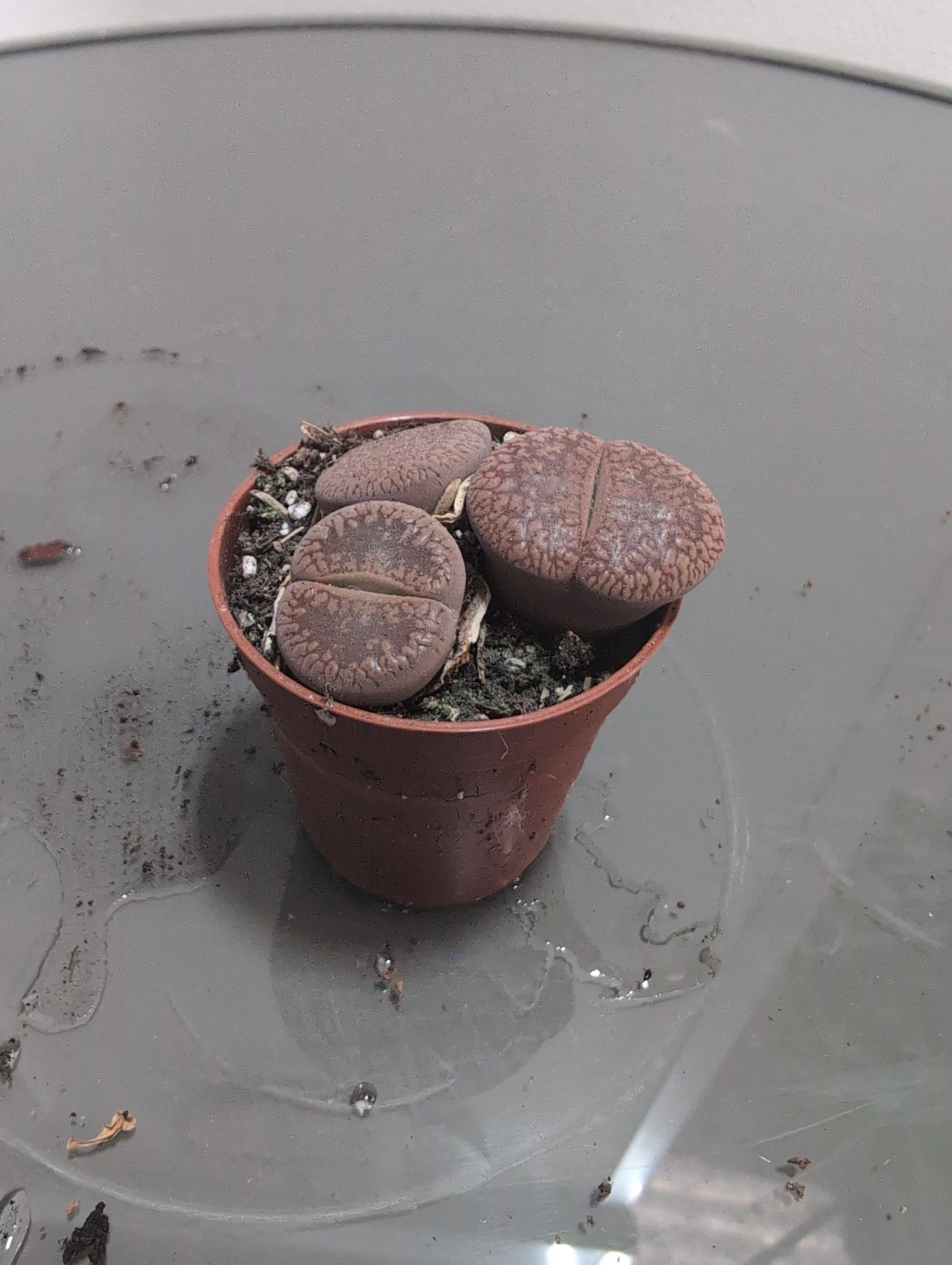 Lithops | Living Stones