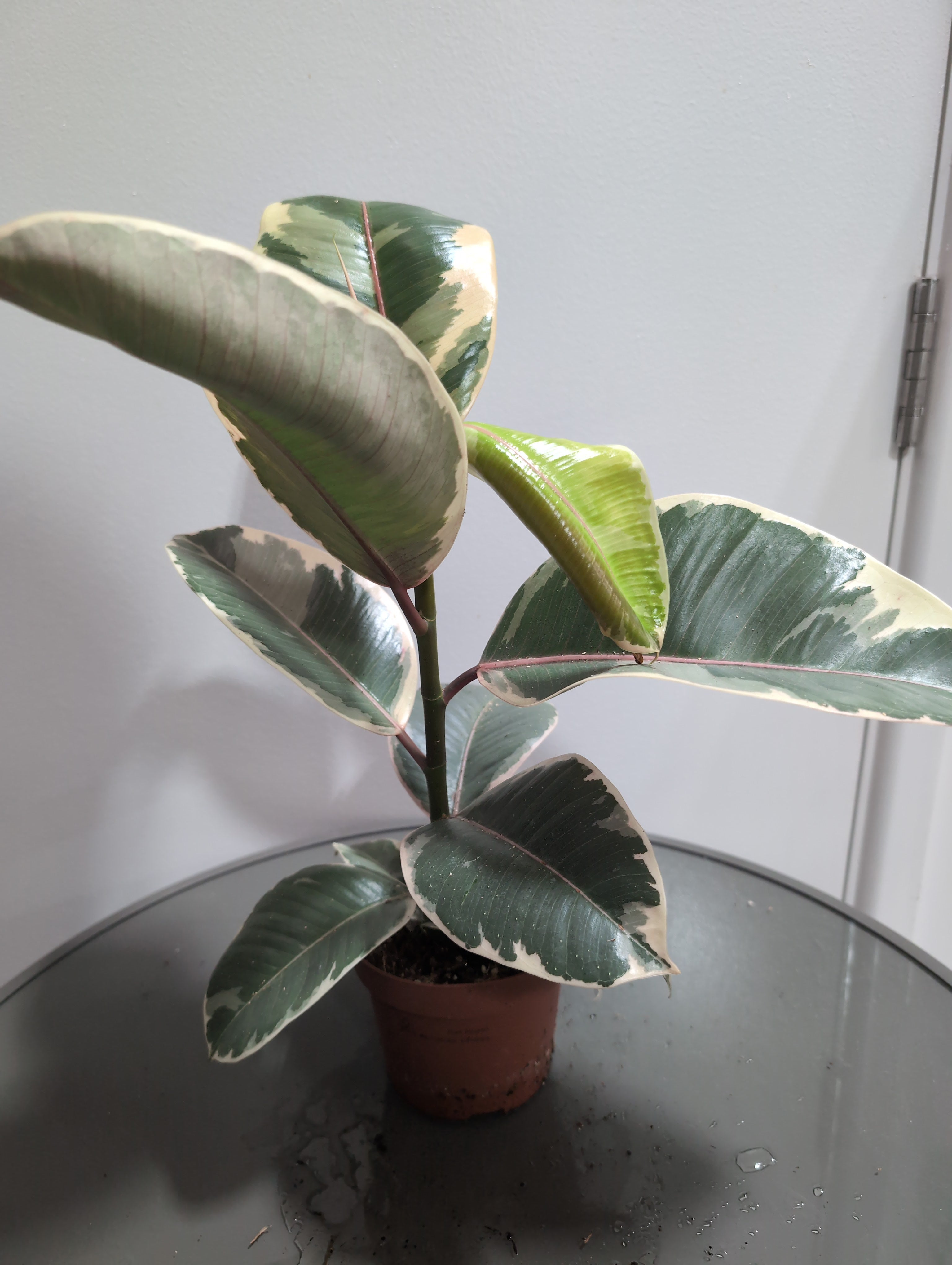 Ficus Elastica | Tineke