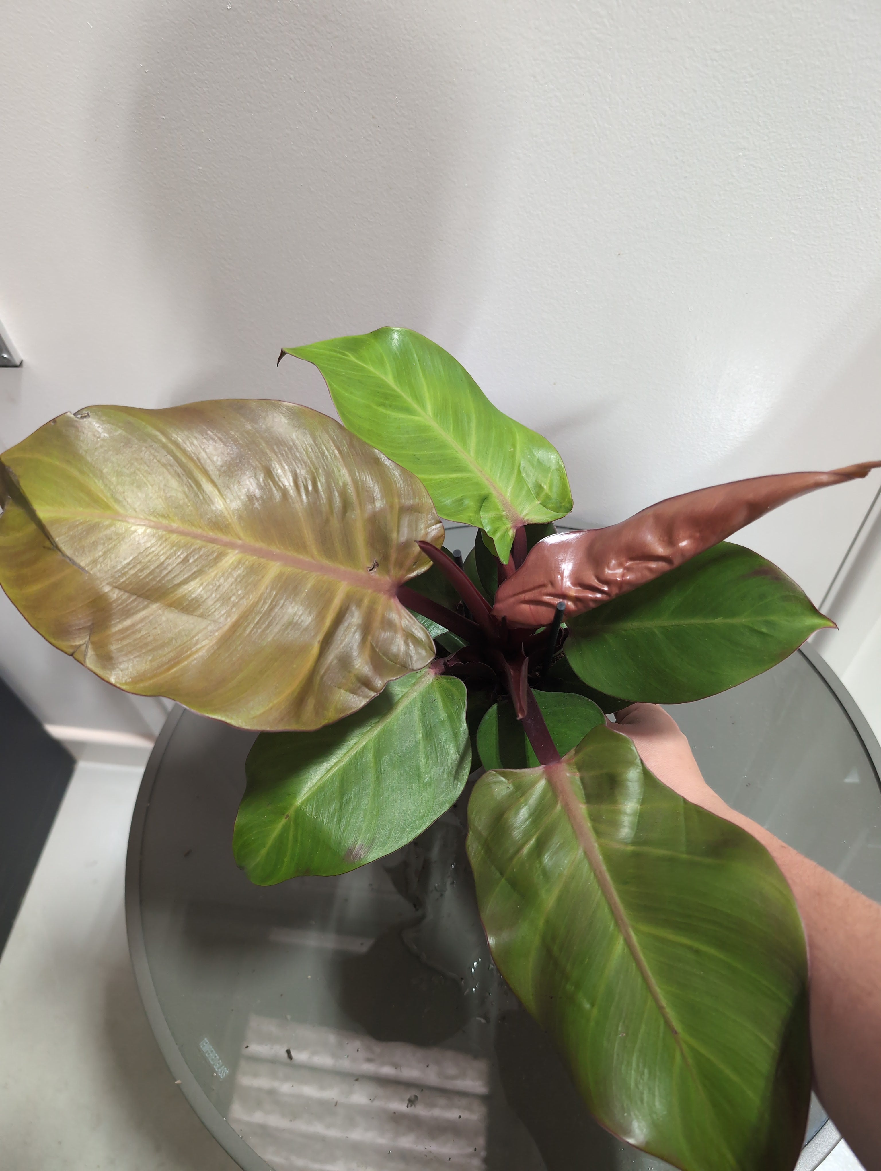Philodendron | Sunlight