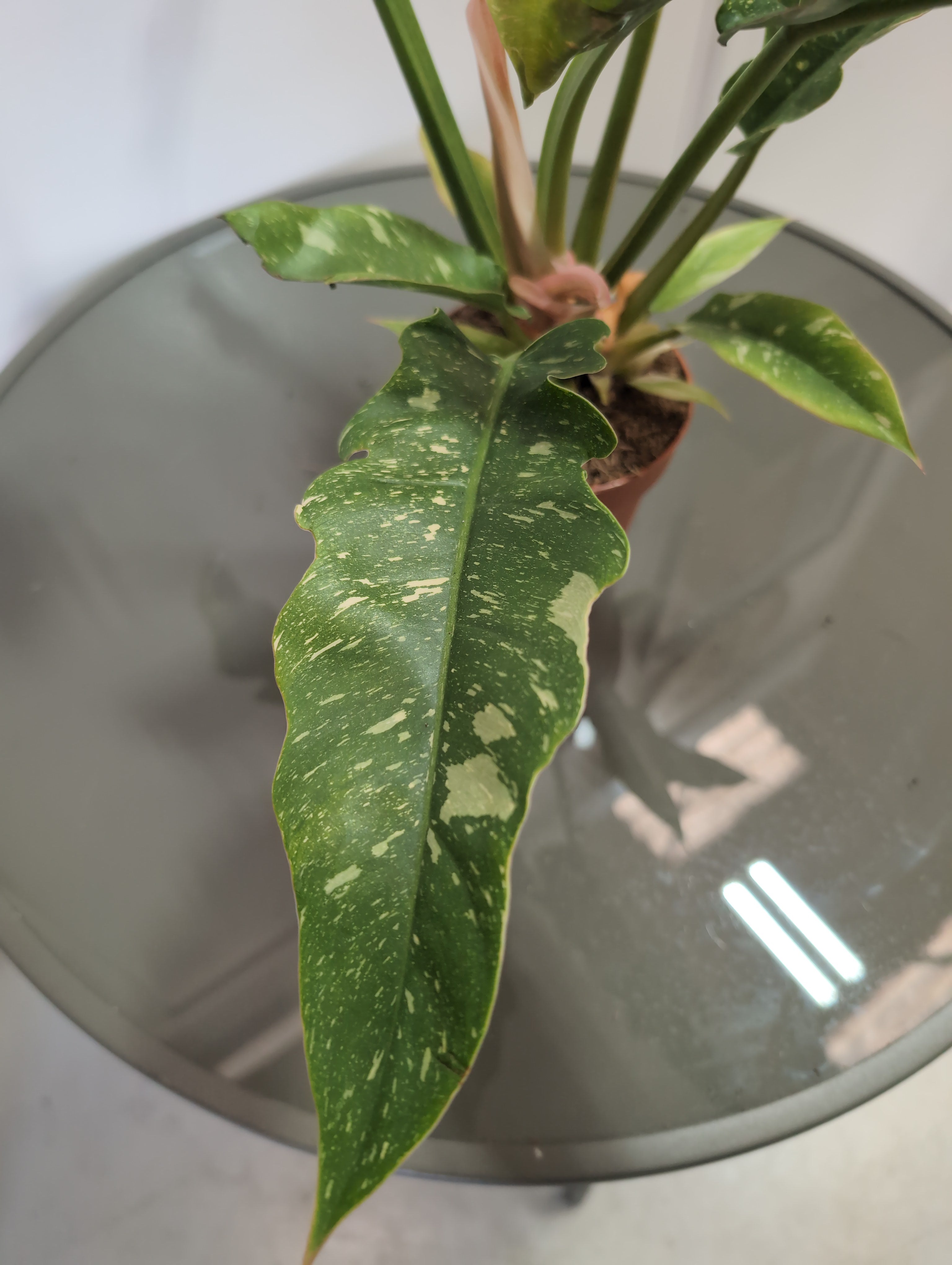 Philodendron | Ring of Fire