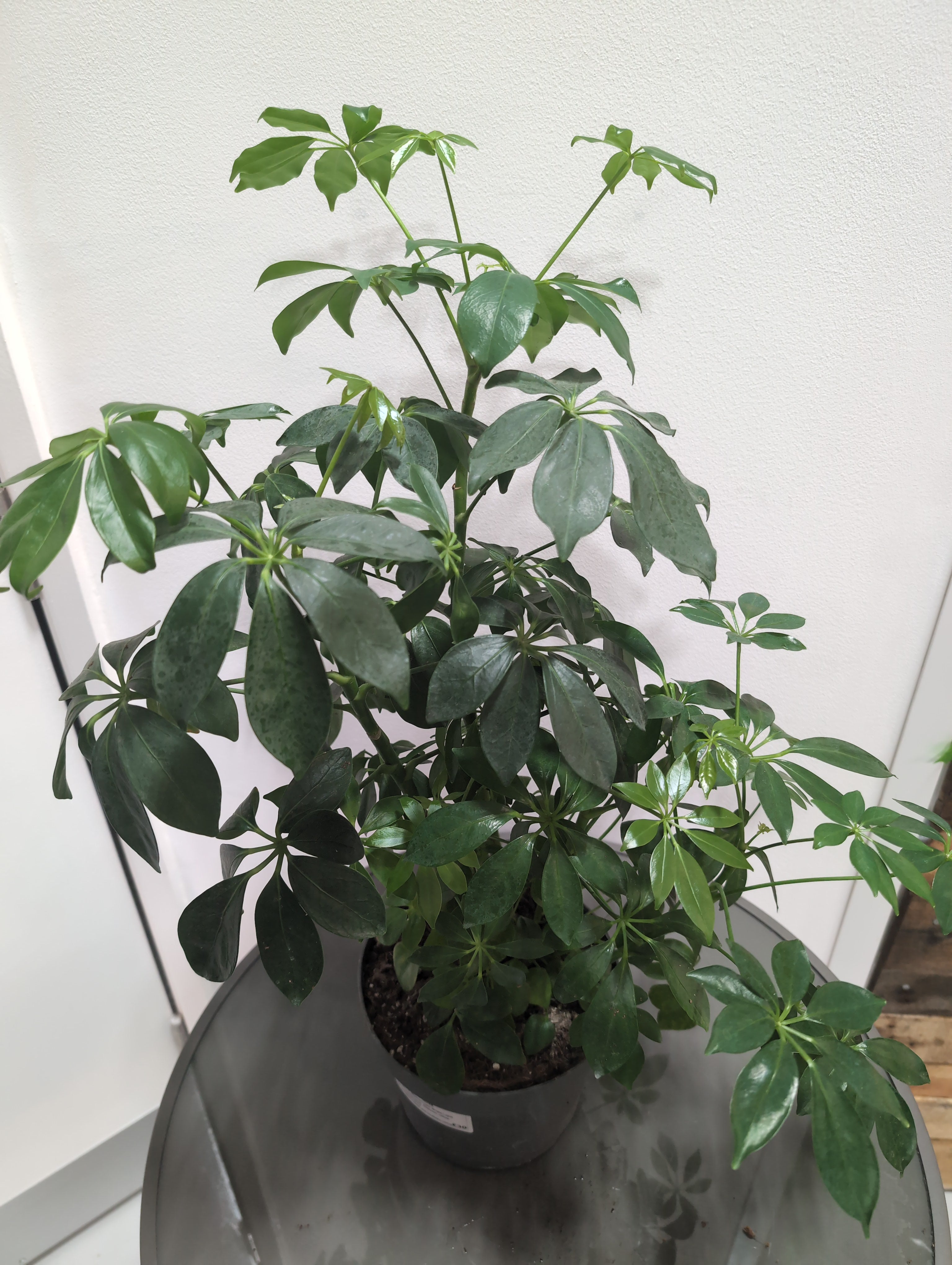 Schefflera arboricola - Umbrella Plant (19cm)