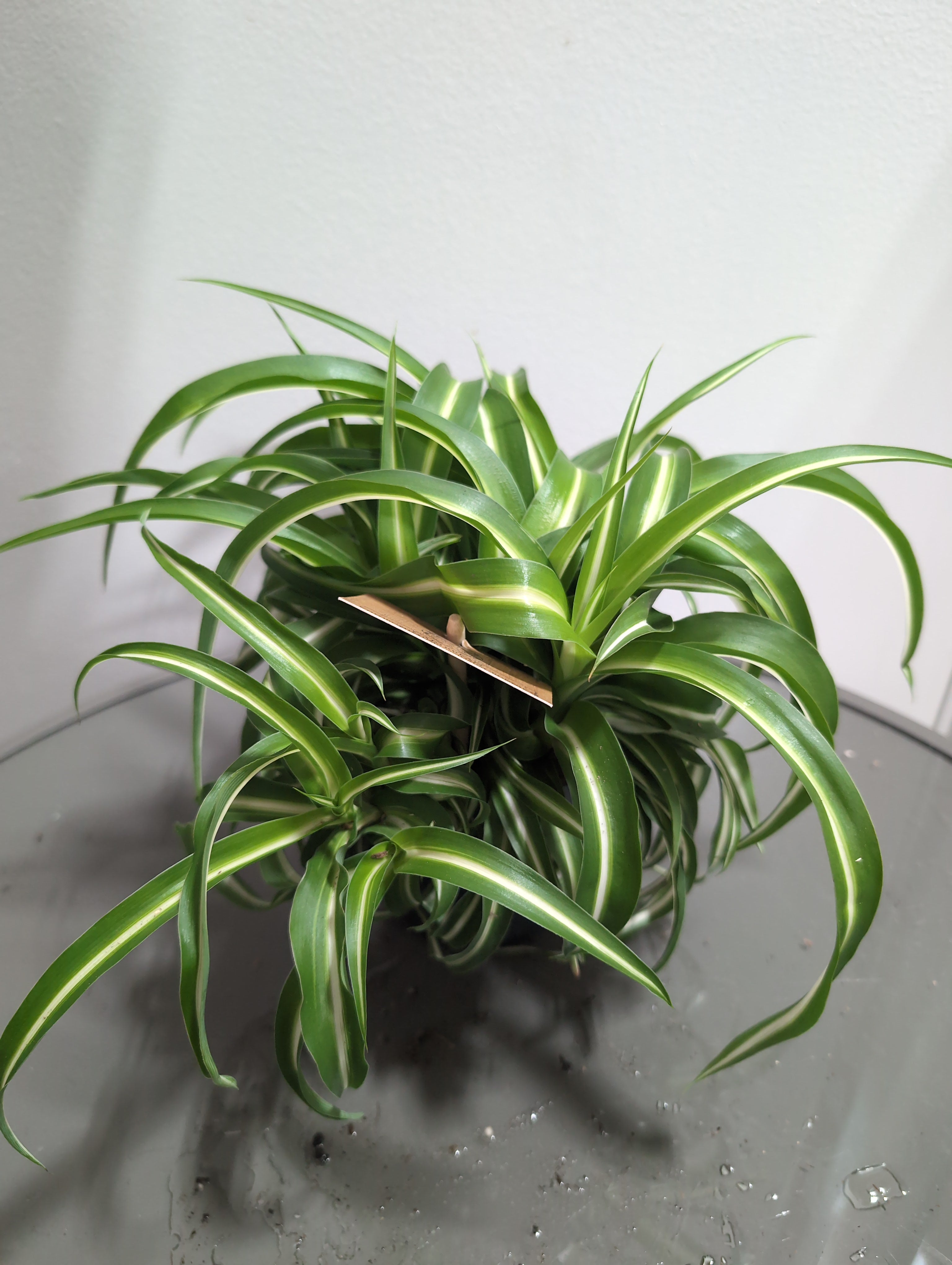 Spider Plant | Chlorophytum | Bonnie