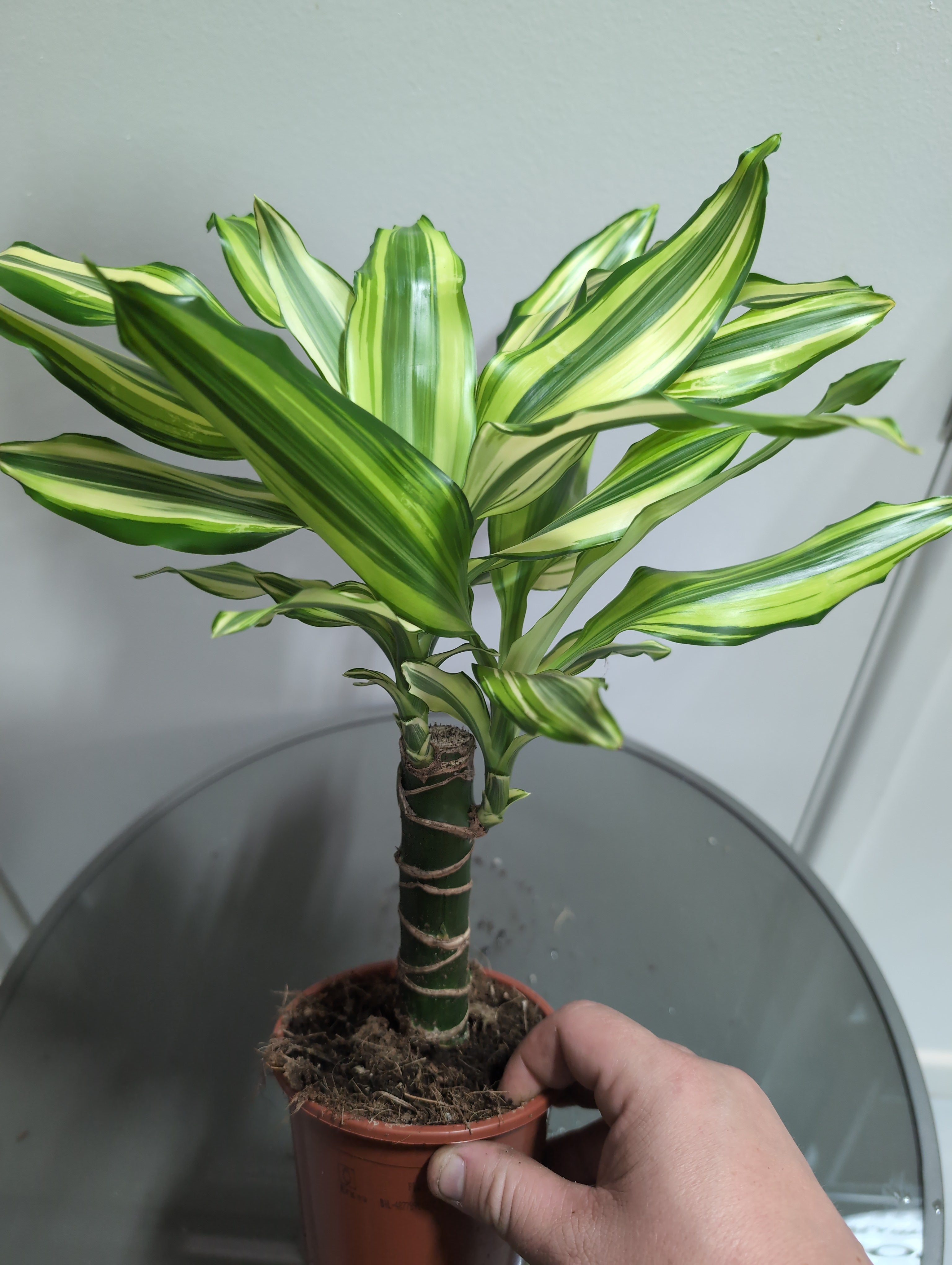 Dragon Tree | Yellow Coast Dracaena Fragrans