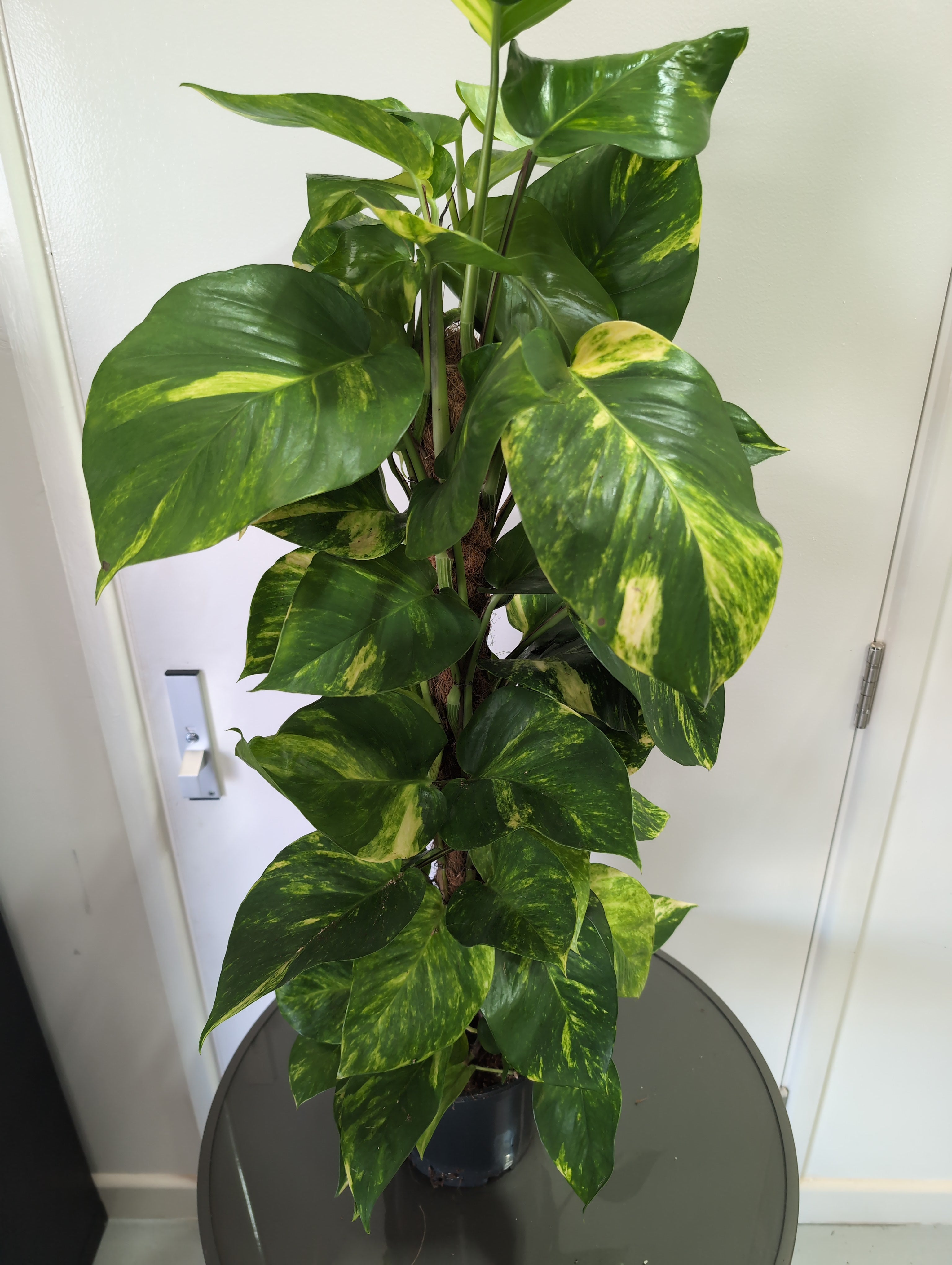 Pothos | Devil’s Ivy | Epipremnum Moss Pole