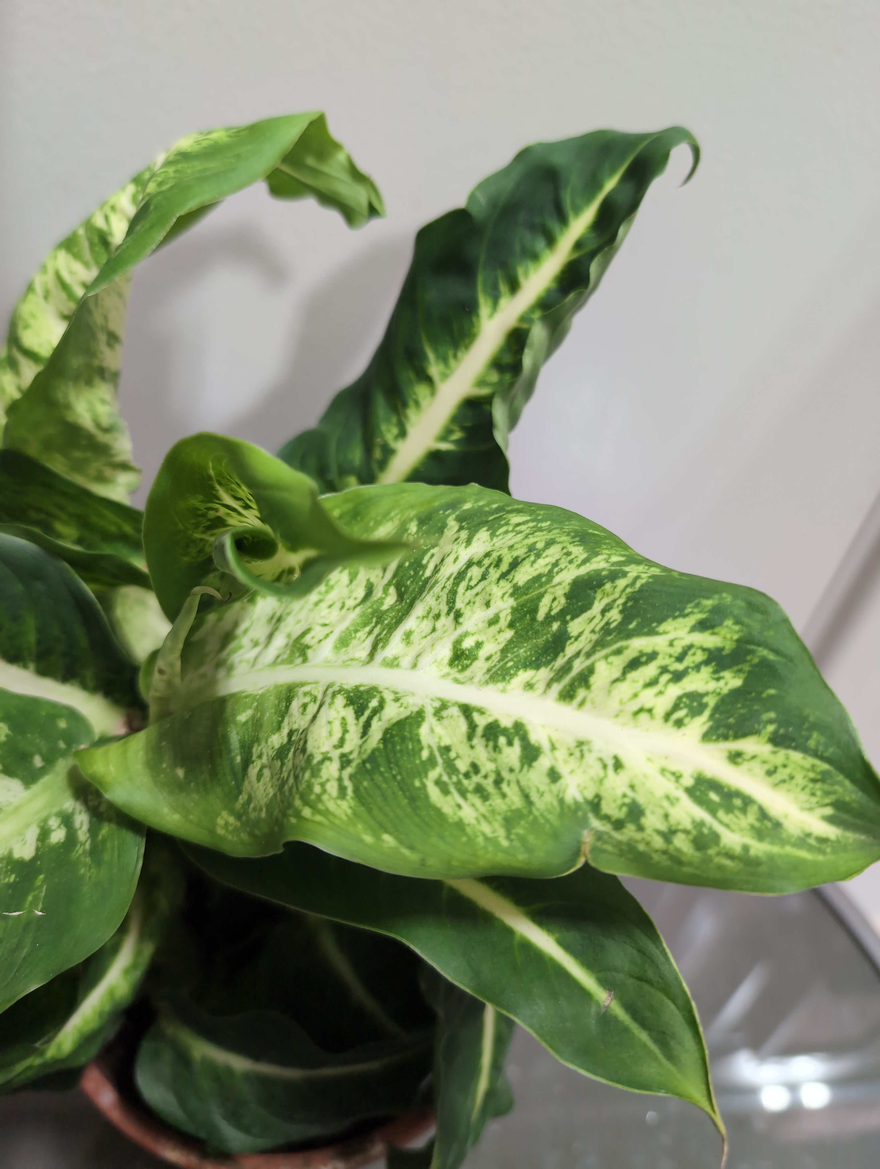 Dieffenbachia | Mars | Dumb Cane