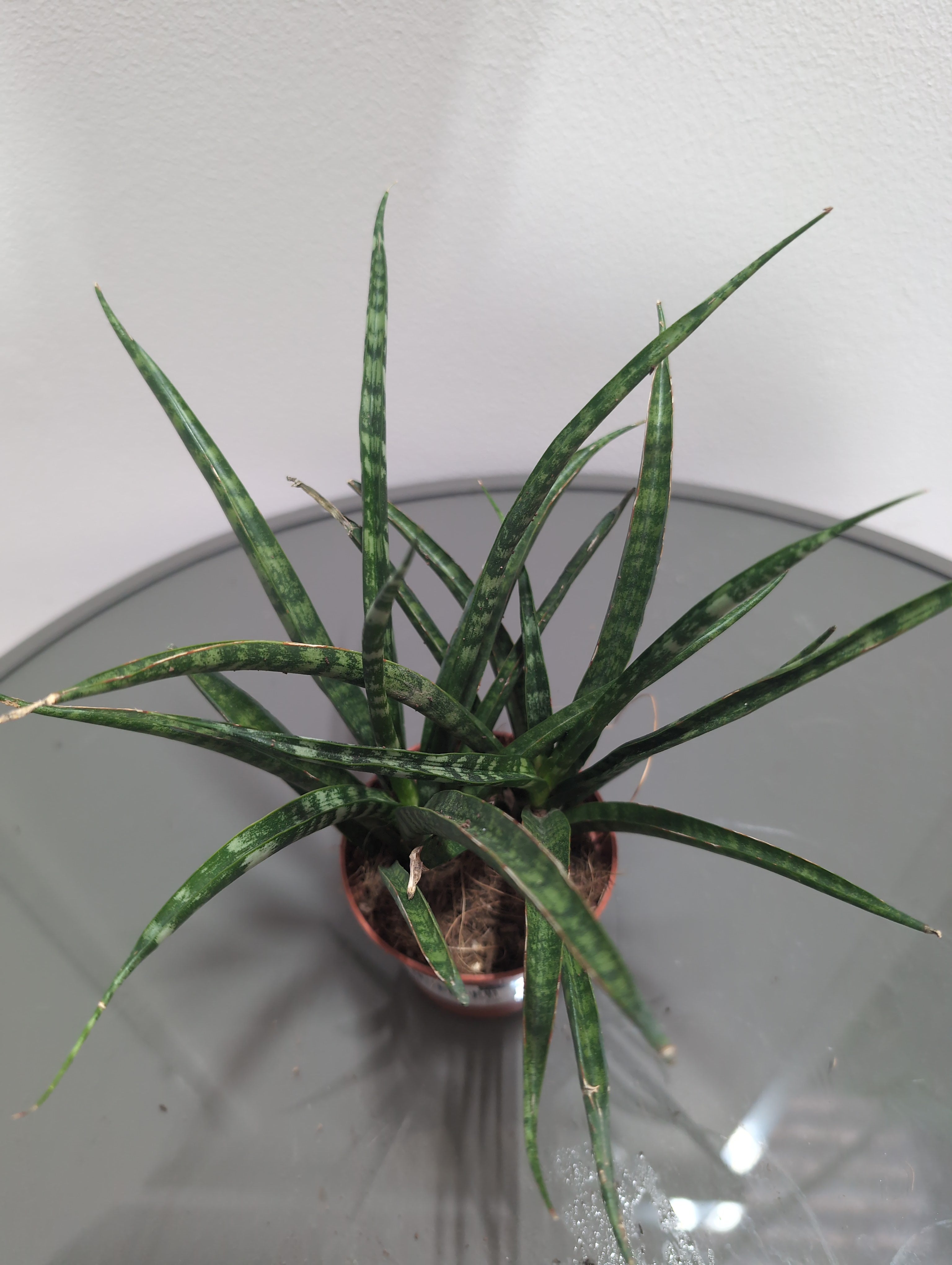Sansevieria -  'Punk'