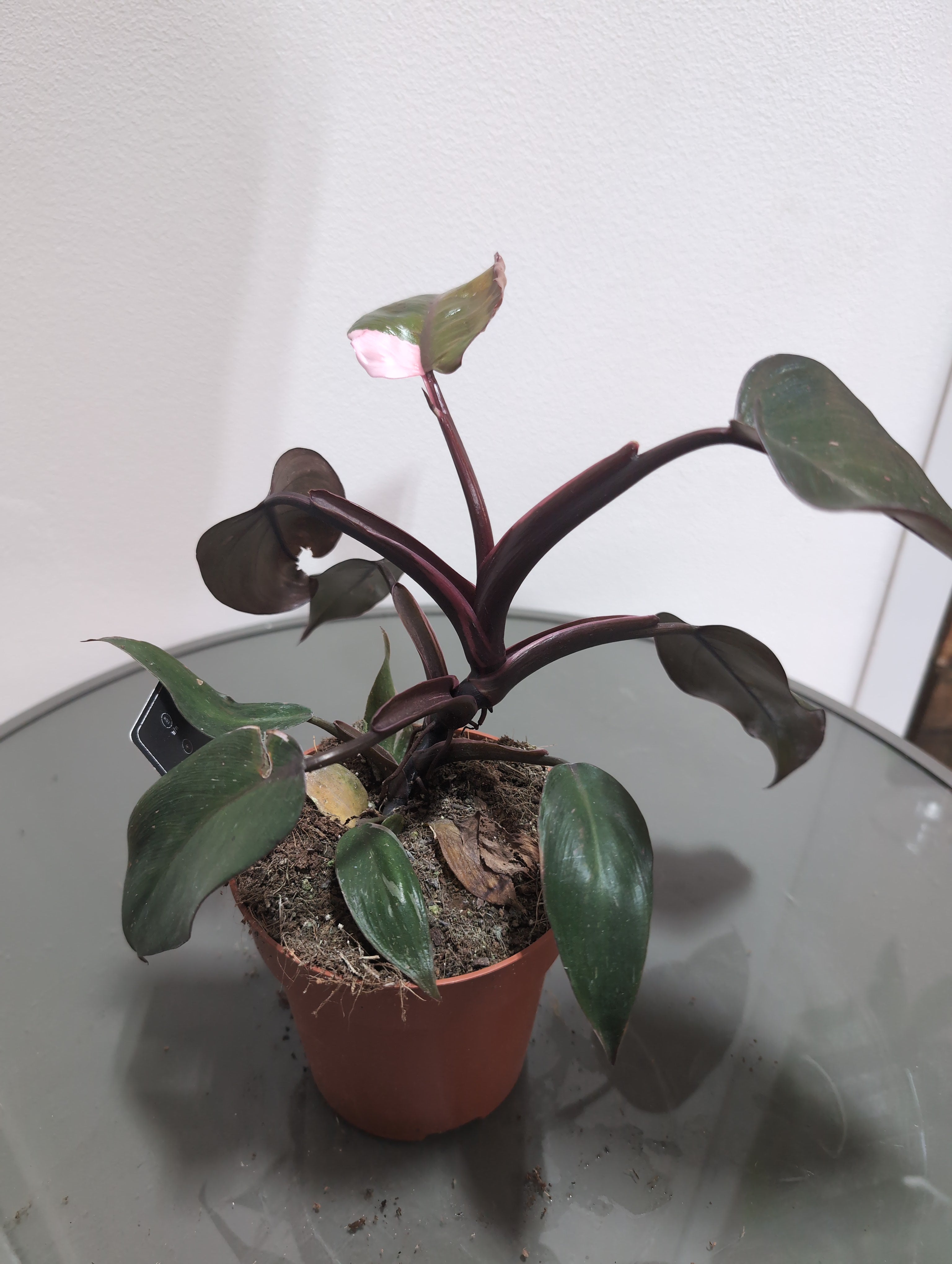 Philodendron ‘Pink Princess’ (12cm)