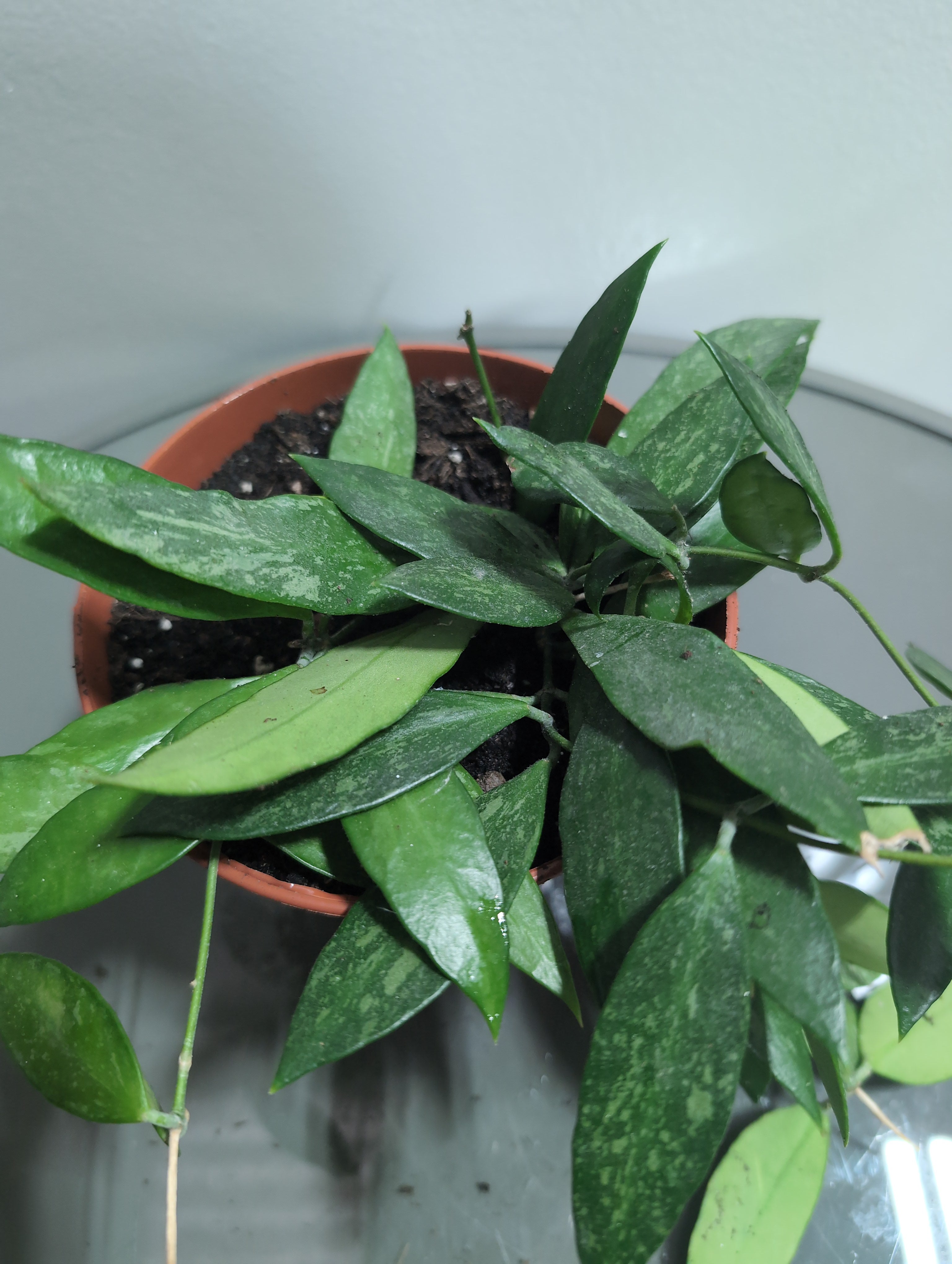Hoya | Silver Spot | Silver Spot Wax Plant