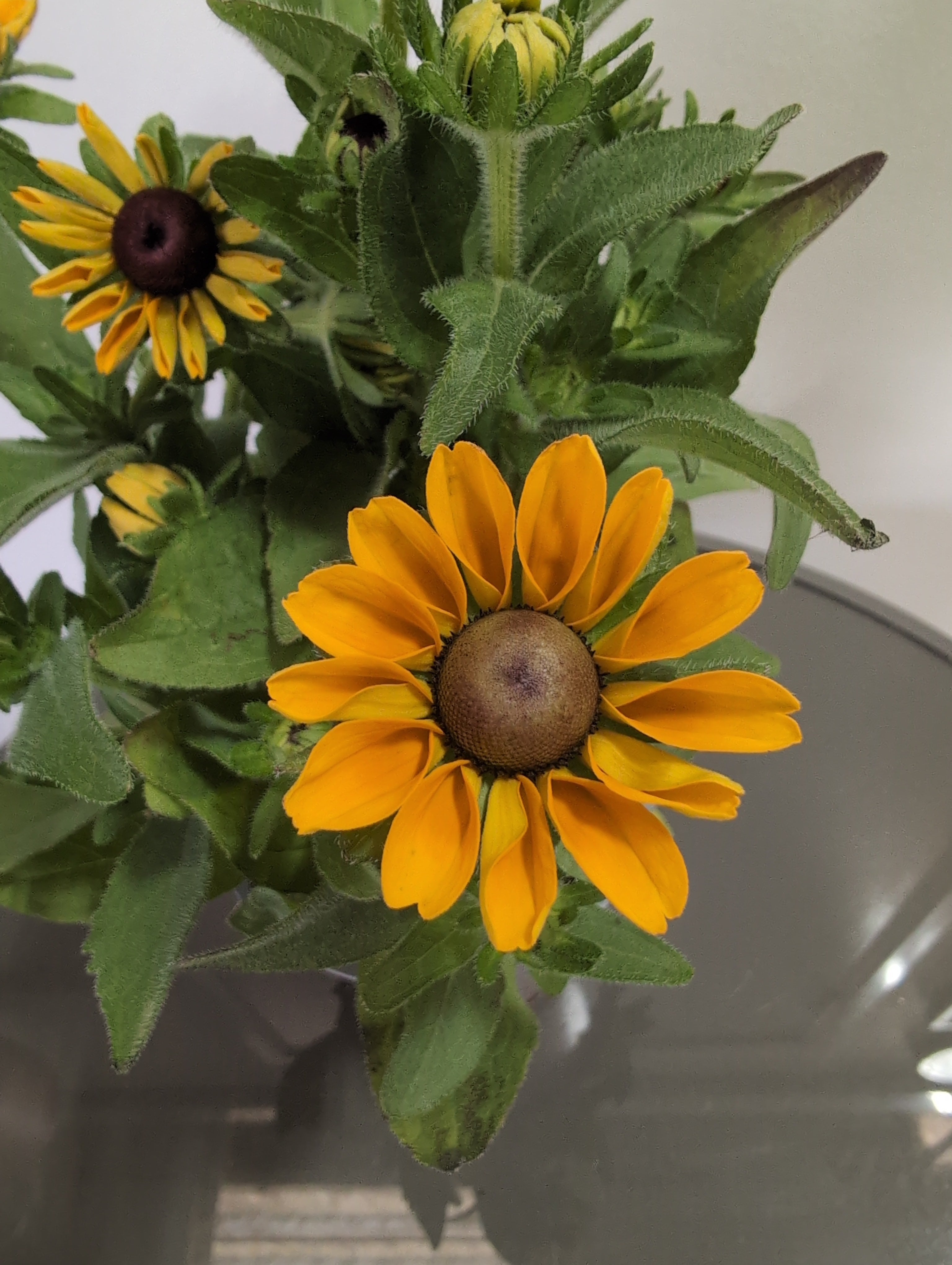 Rudbeckia | Tiger Eye Gold