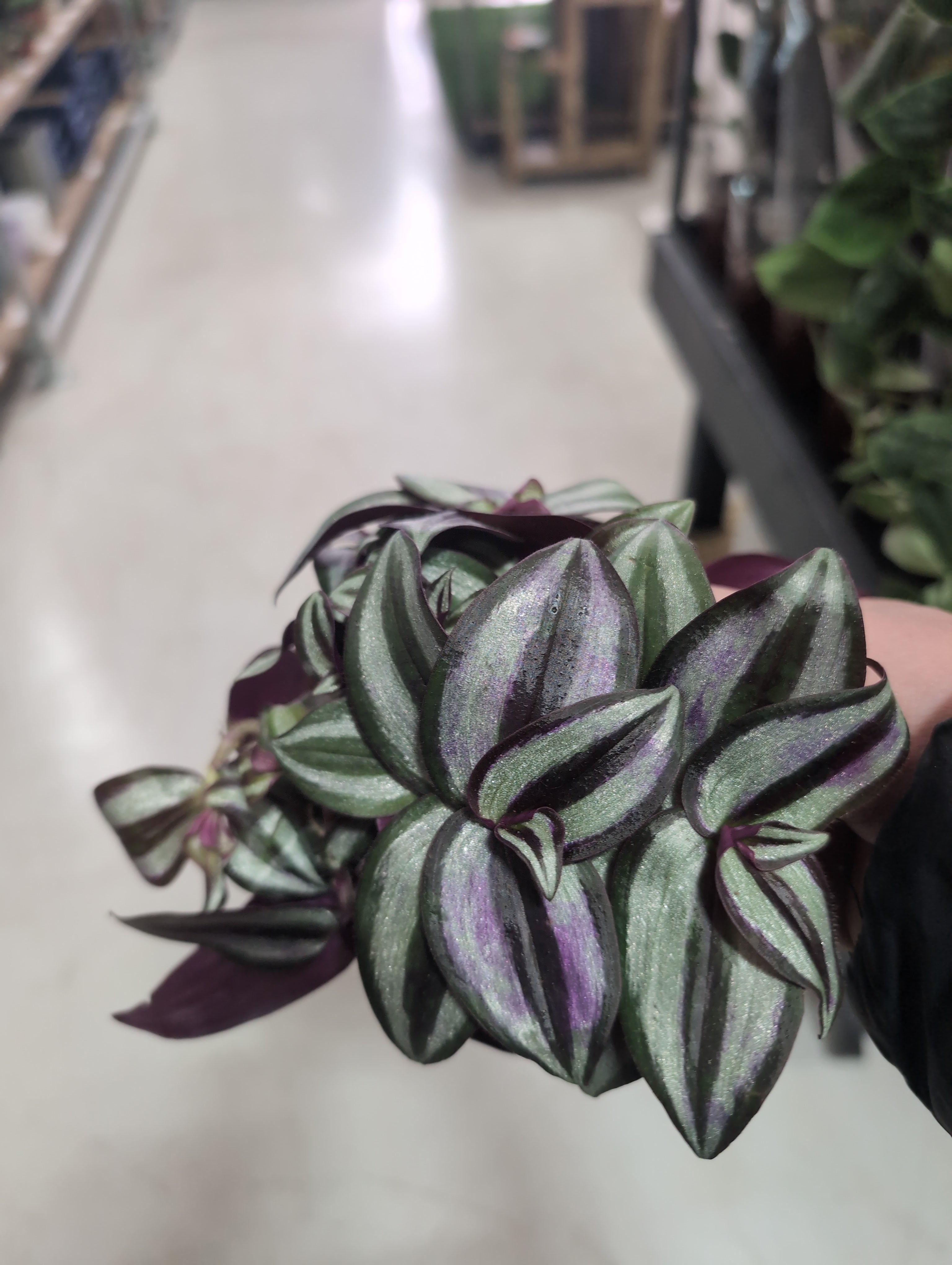 Tradescantia Zebrina | Tradescantia Compacta (9cm)