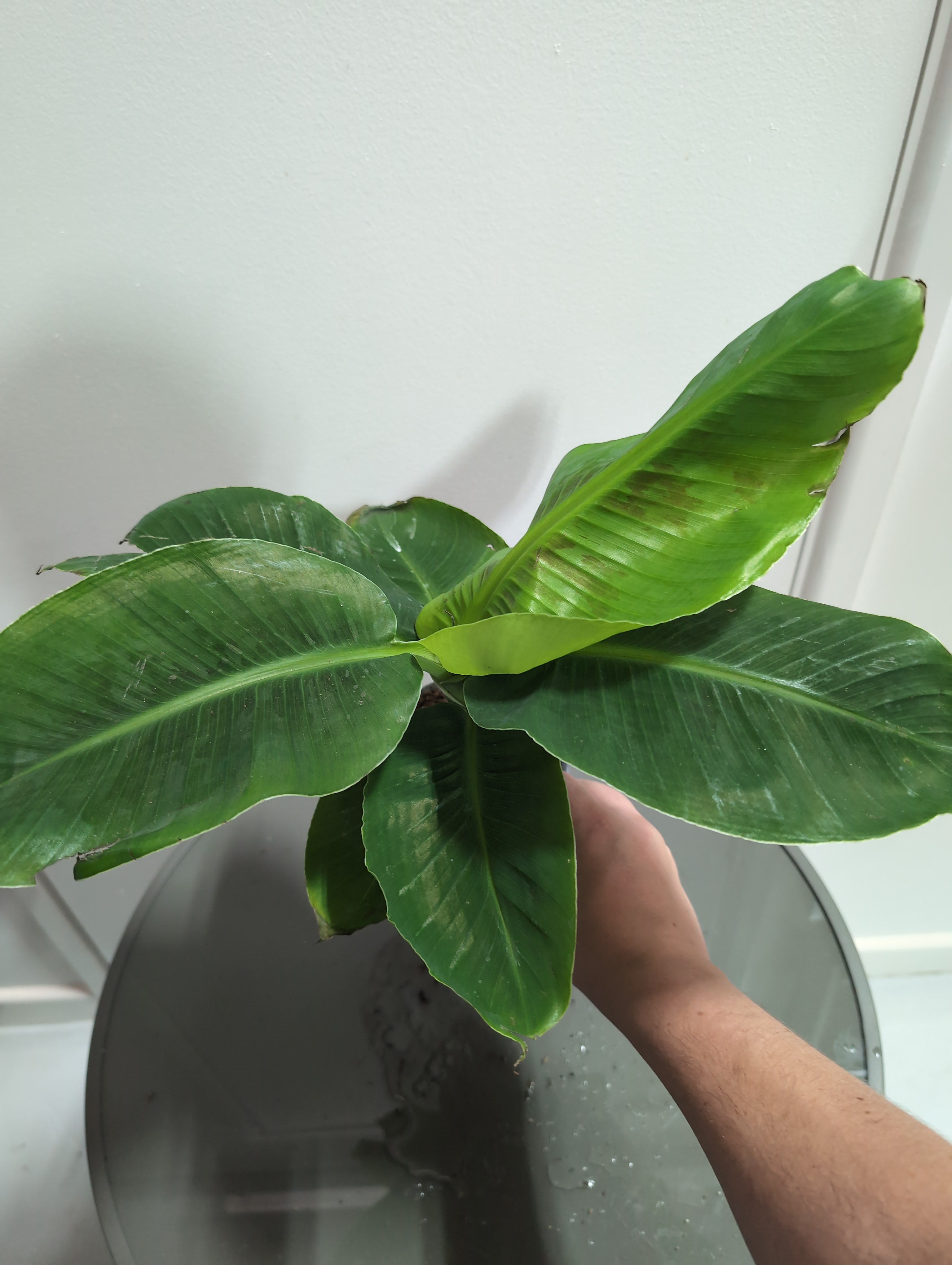 Banana Plant | Musa | Tropicana