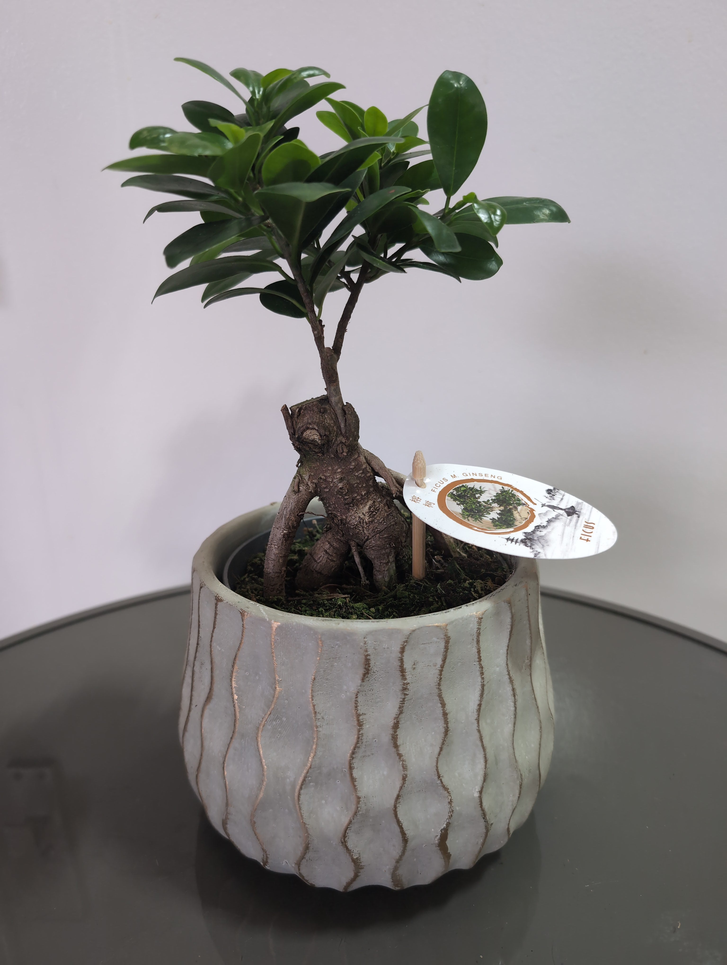 Ginseng Ficus | Ficus microcarpa | ceramic Pot