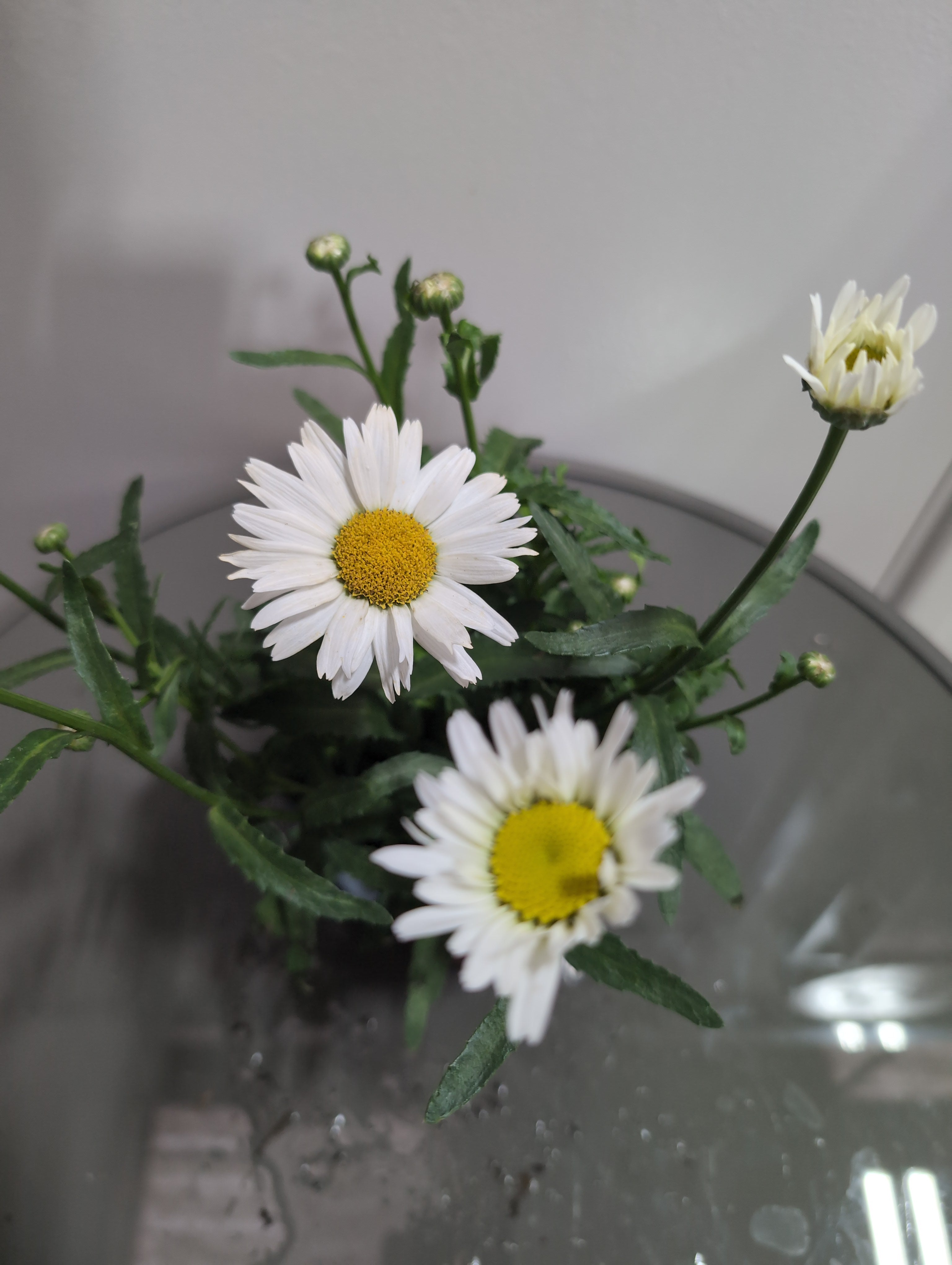 Leucanthemum | Snow Lady