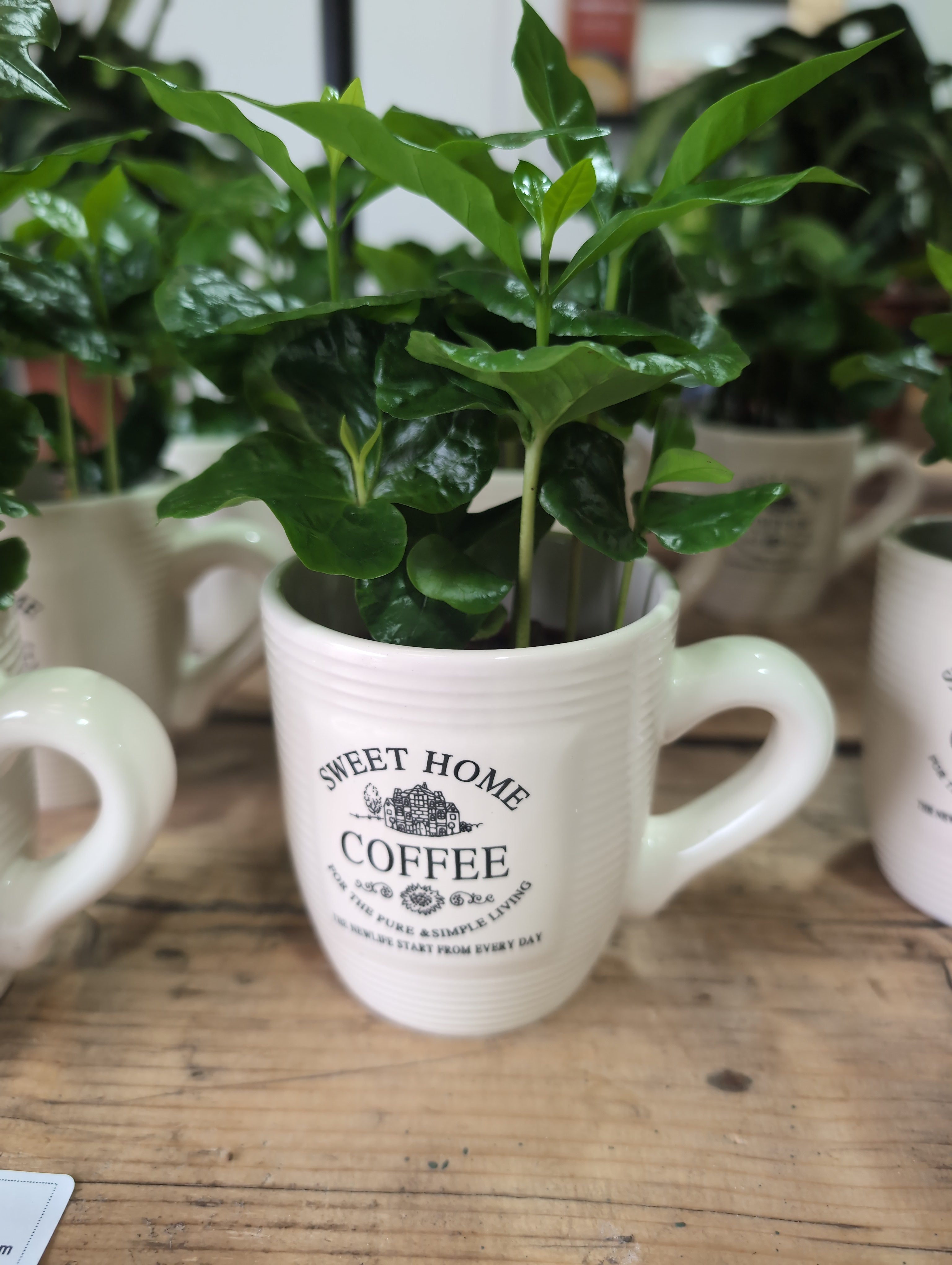 Coffea arabica | Coffee Plant | Coffee Cup