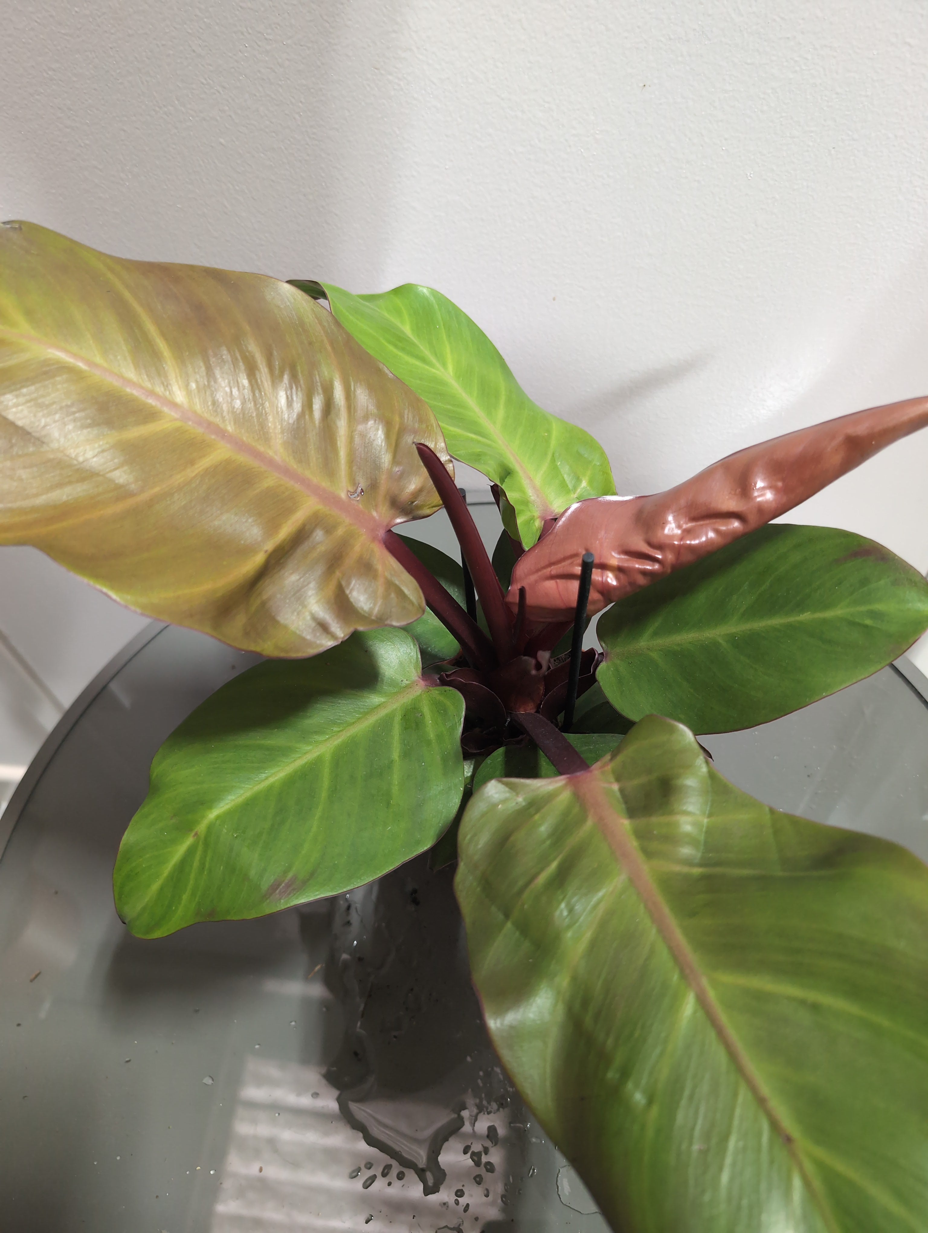 Philodendron | Sunlight