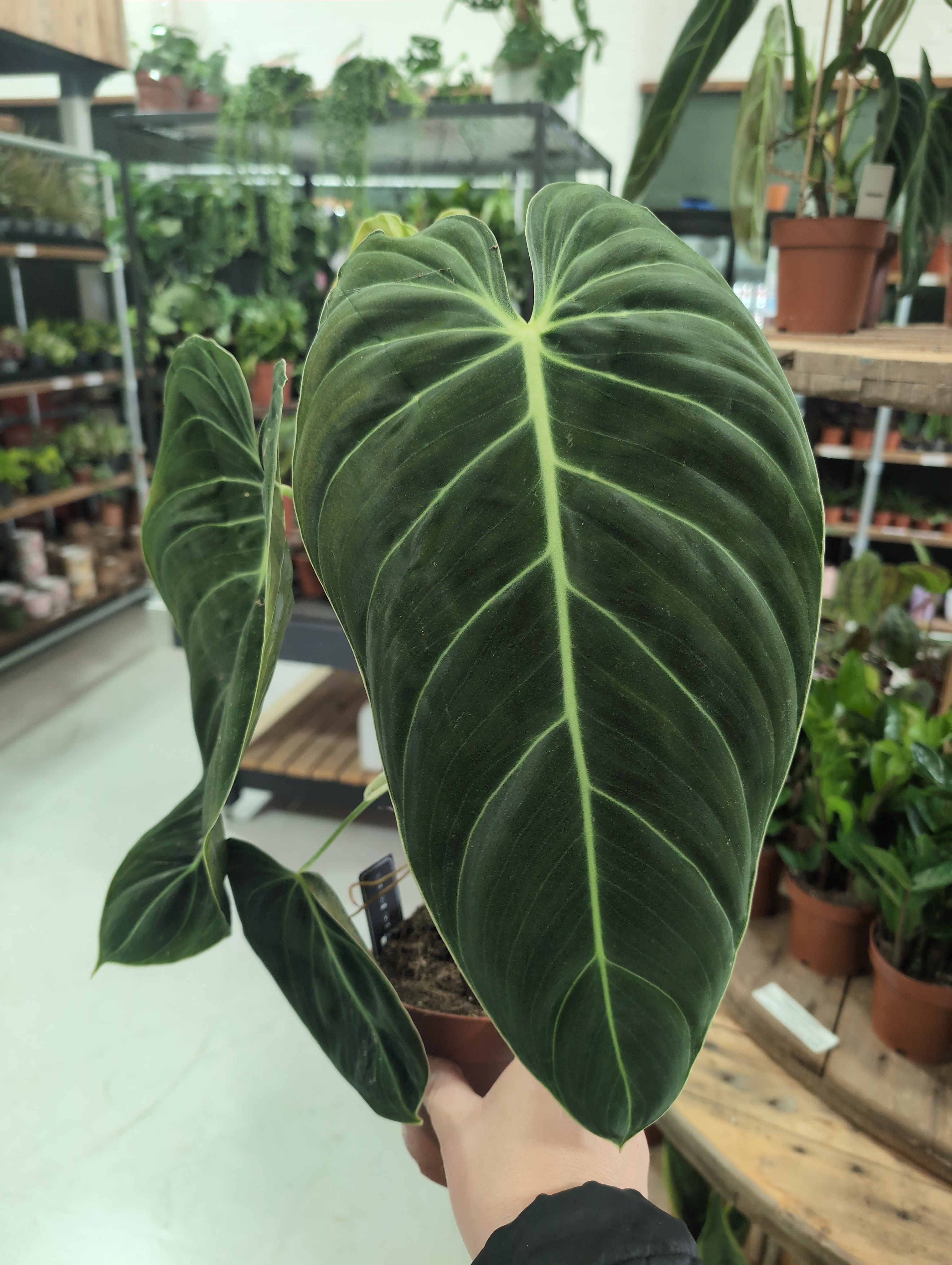Black Gold Philodendron | Philodendron melanochrysum