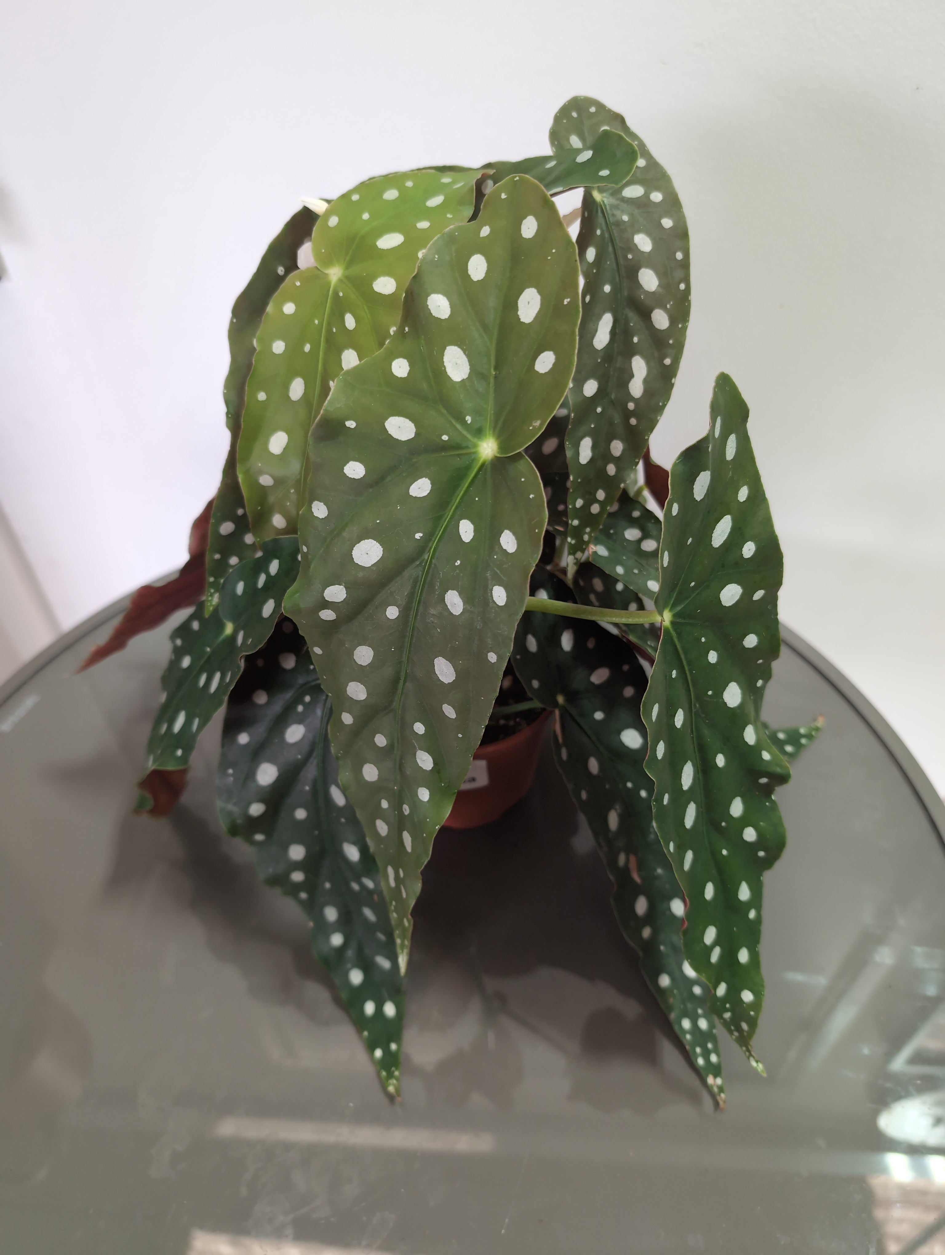 Polka Dot Begonia | Begonia maculata | 12cm