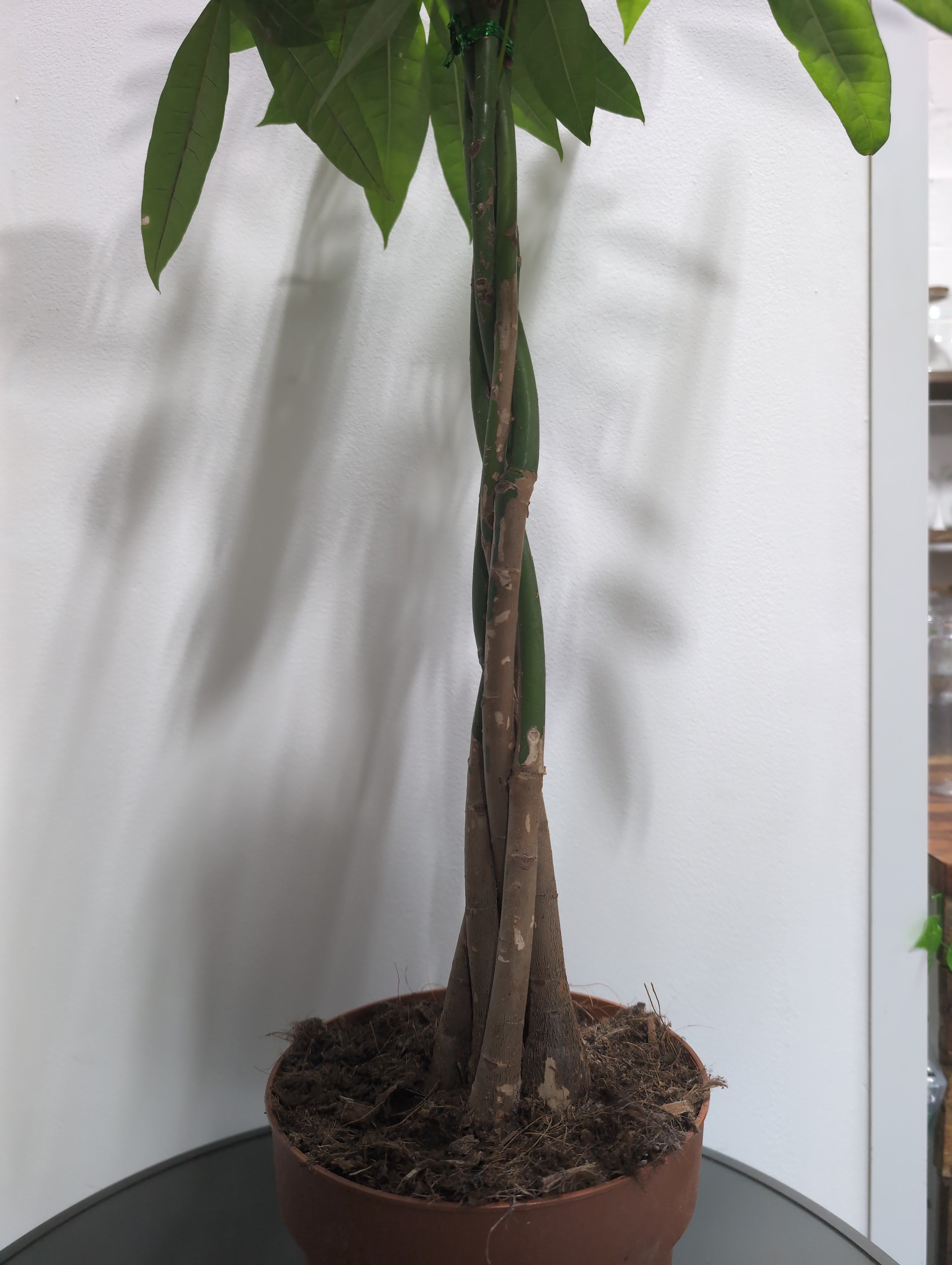 Pachira Aquatica - Money Tree