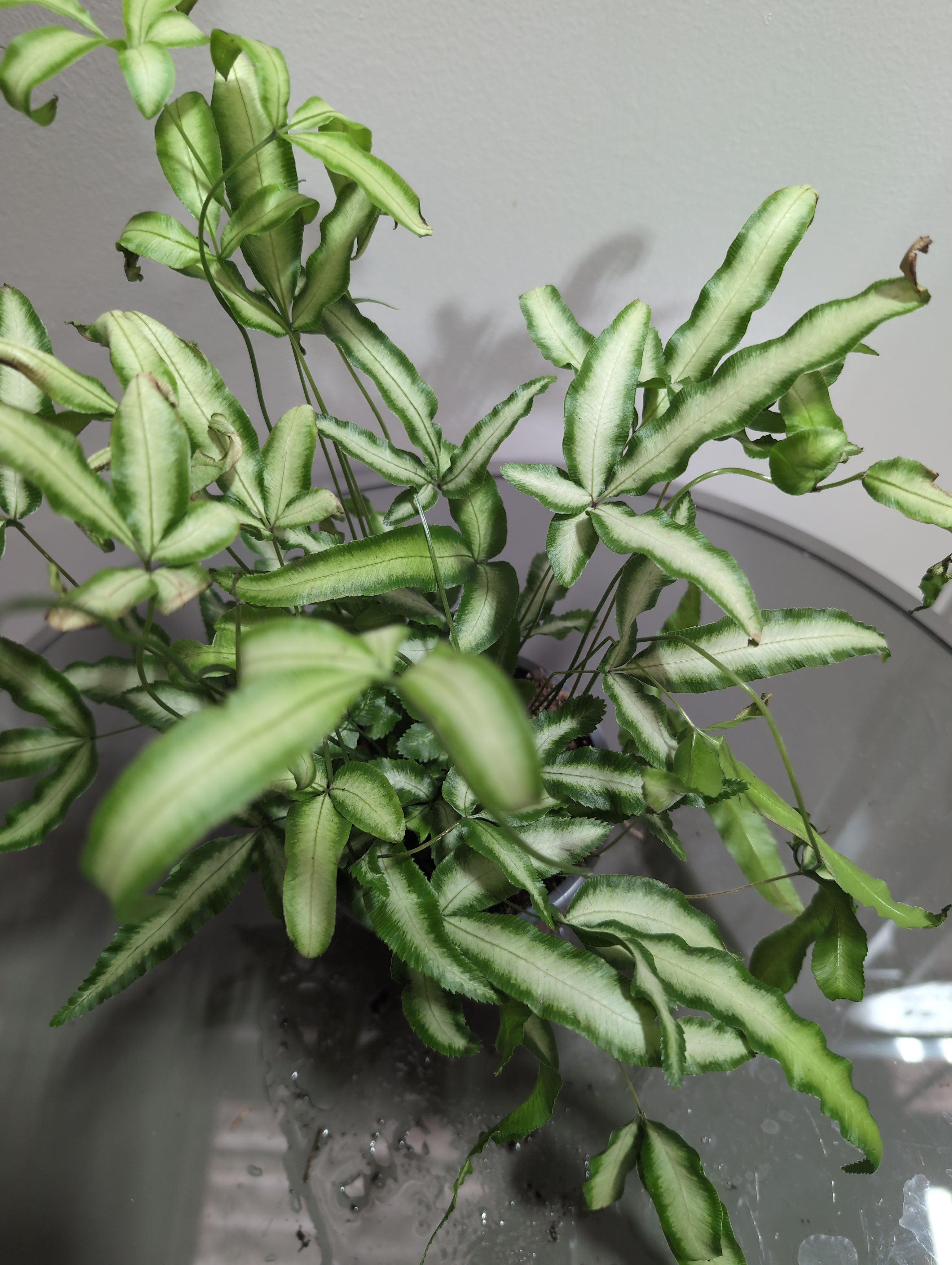 Silver Ribbon Fern | Pteris Albolineata