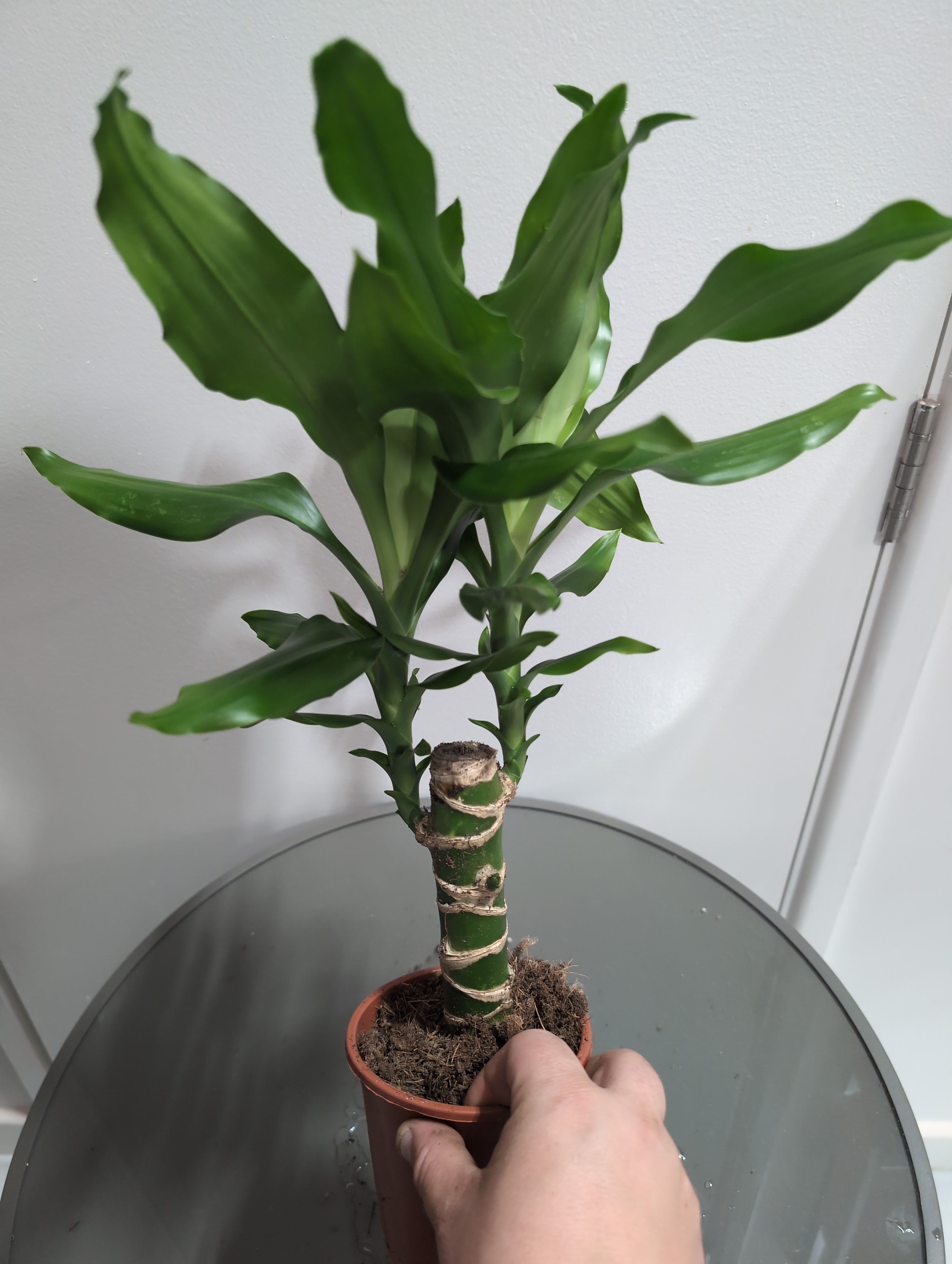 Dragon Tree | Steudneri | Dracaena Fragrans