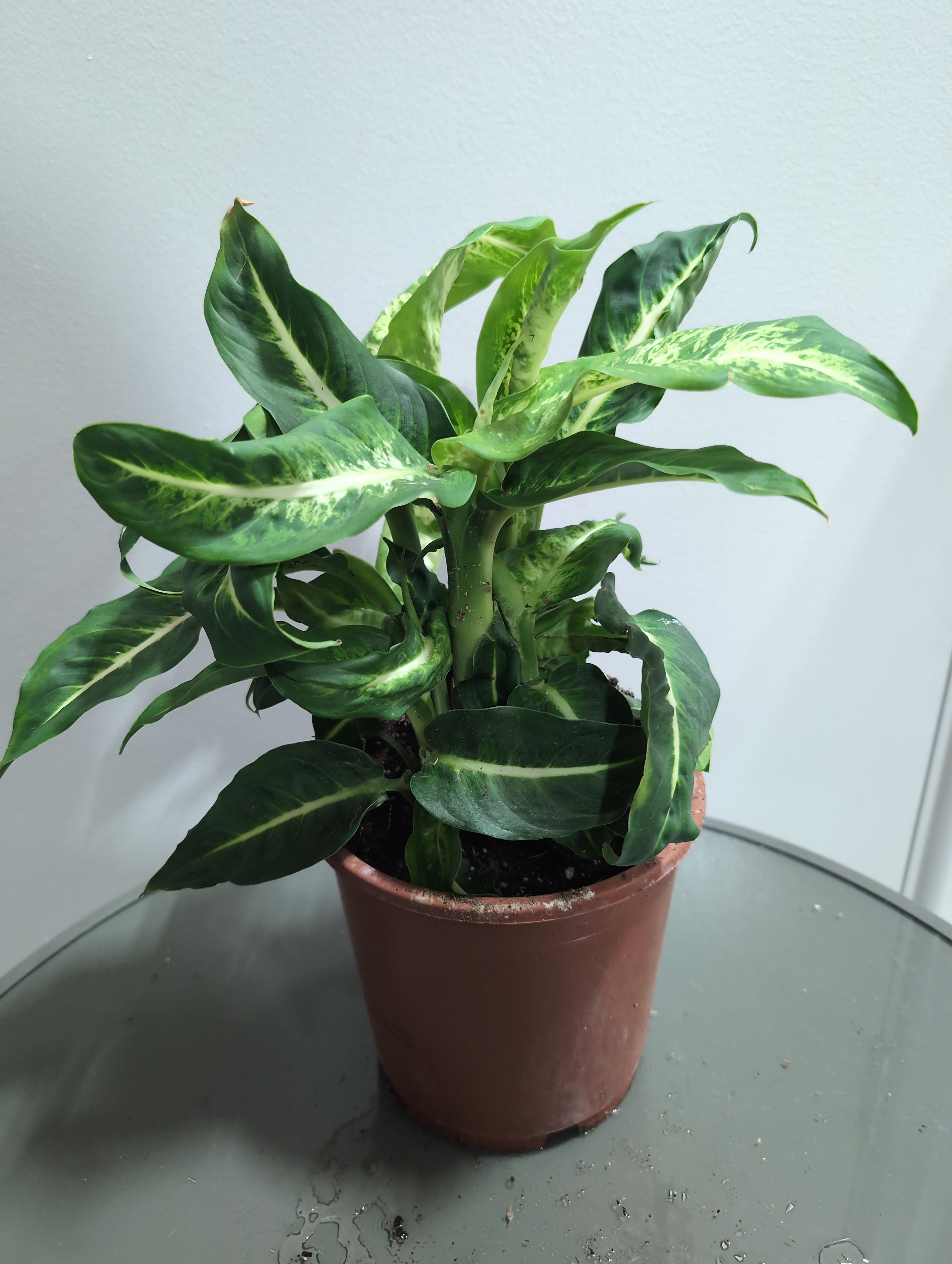 Dieffenbachia | Mars | Dumb Cane