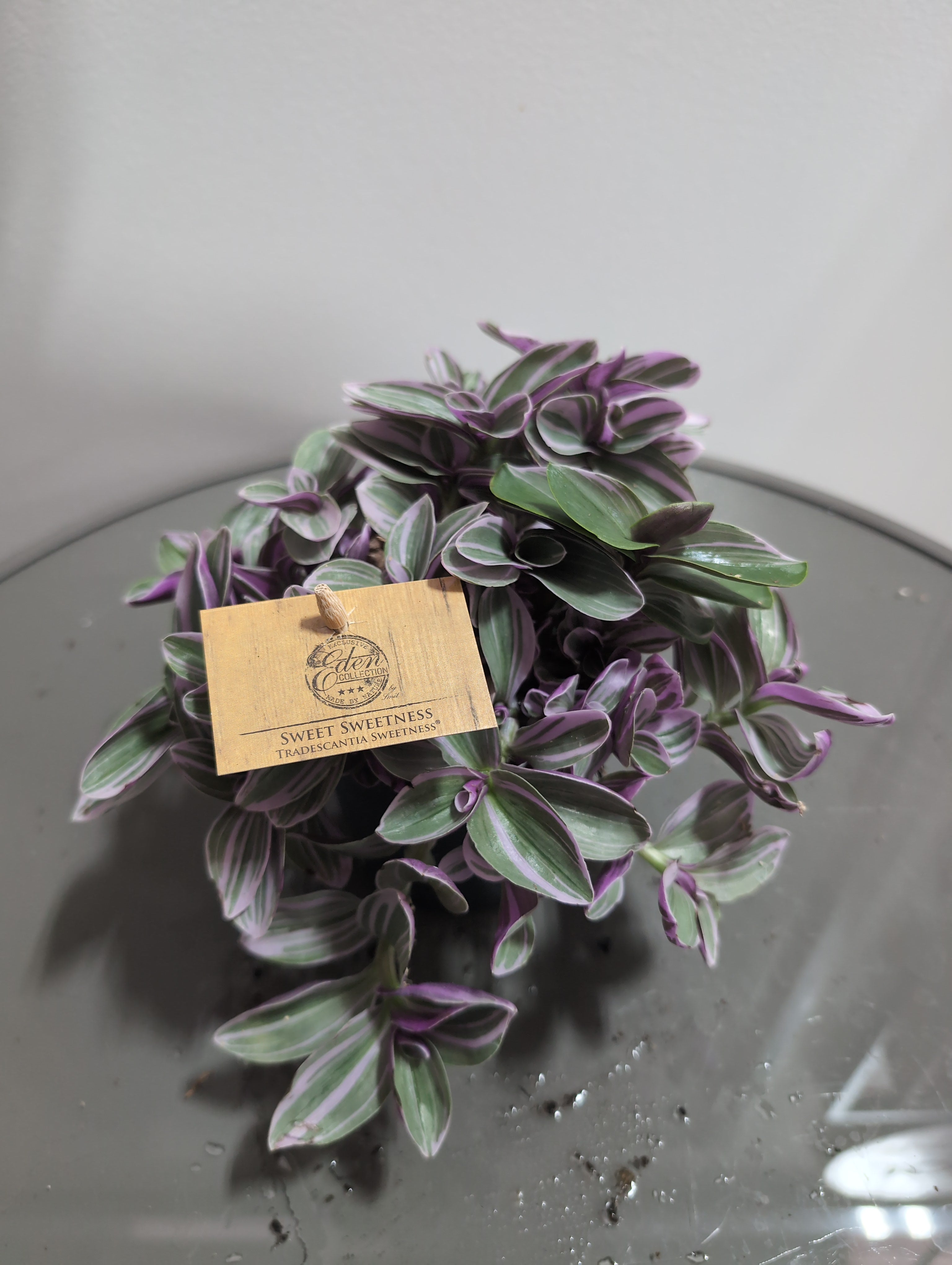 Tradescantia | Sweetness