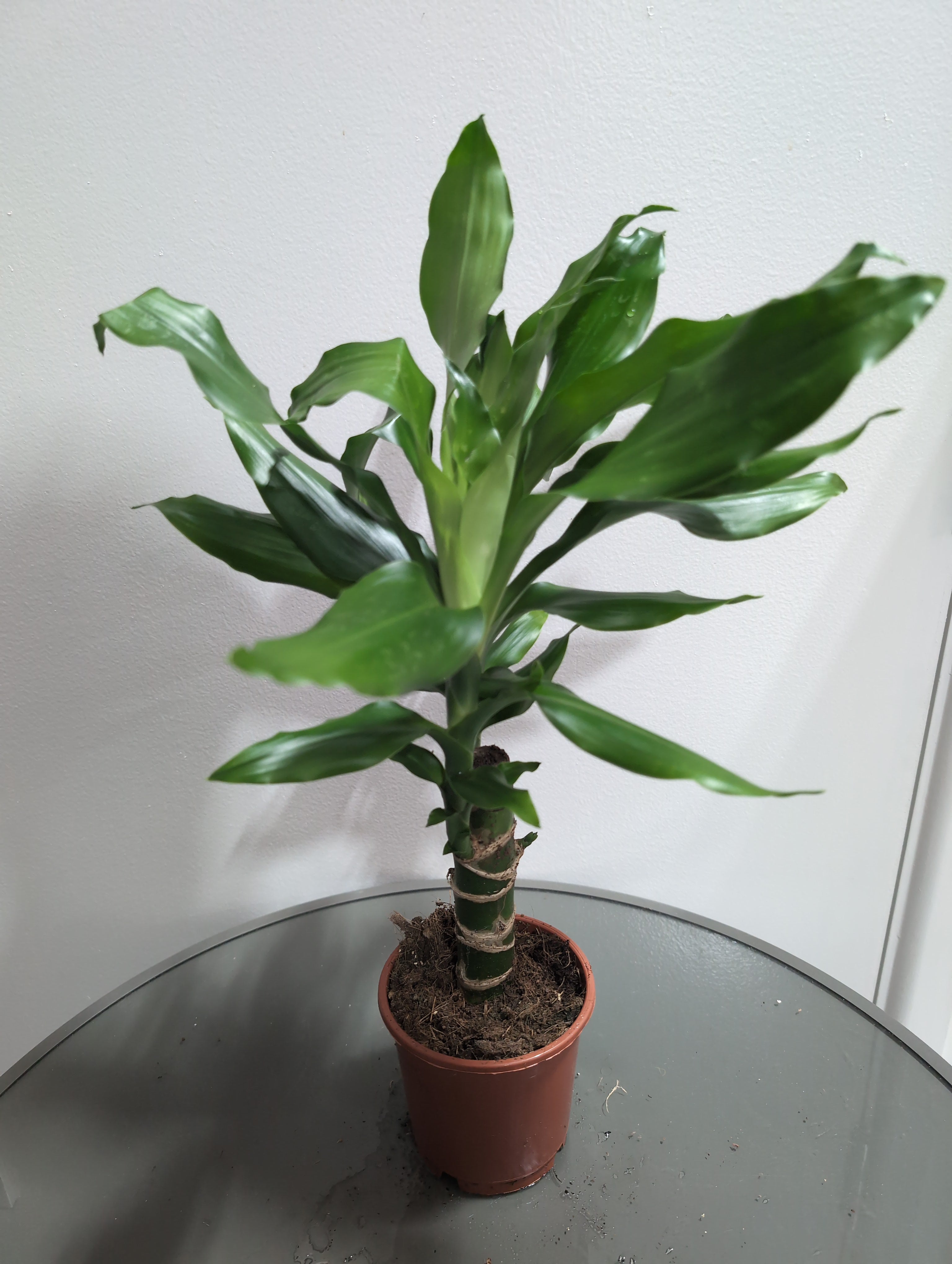 Dragon Tree | Steudneri | Dracaena Fragrans