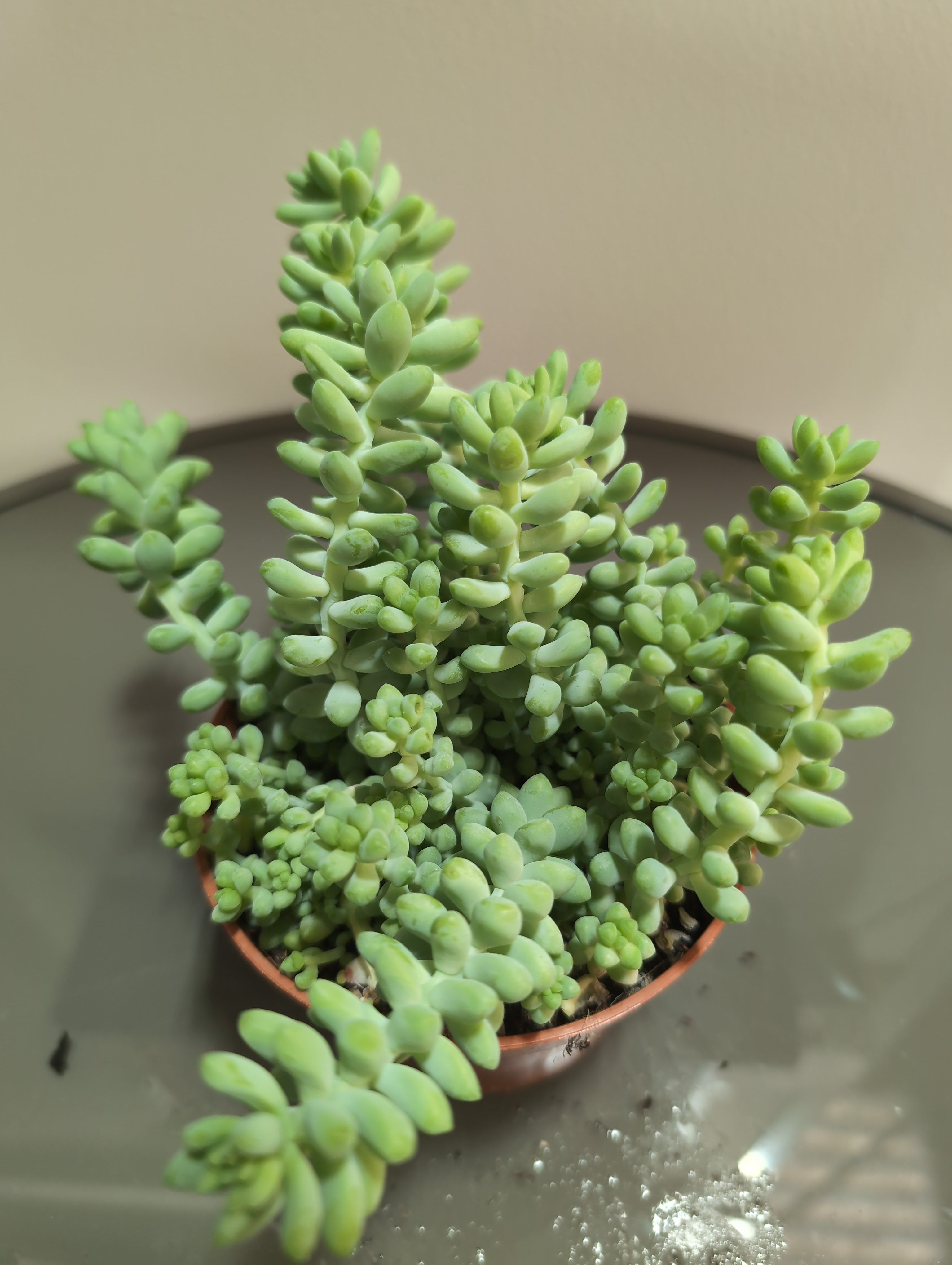 Sedum Burrito | Burro's Tail