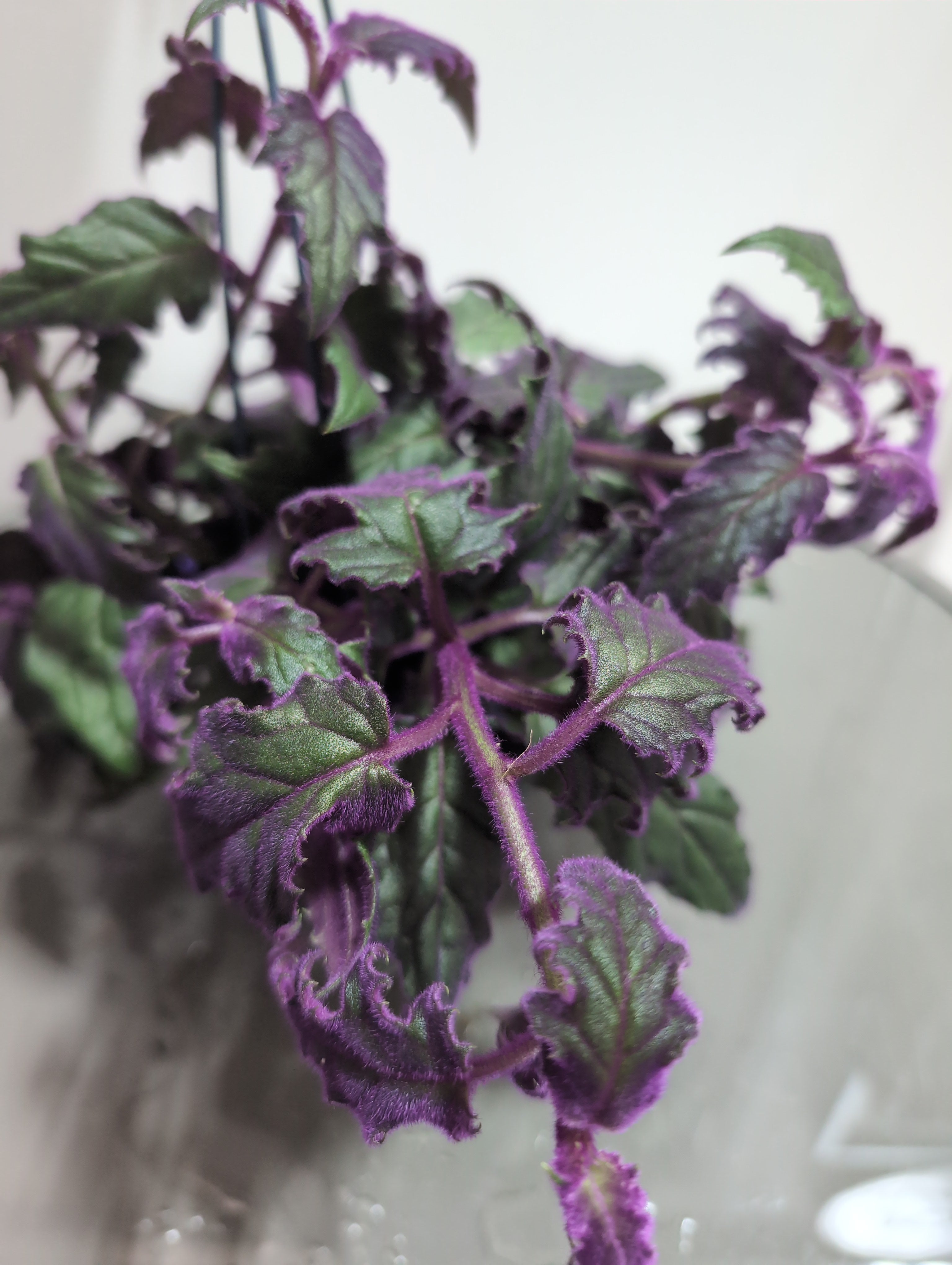 Purple Passion Plant | Gynura Aurantiaca