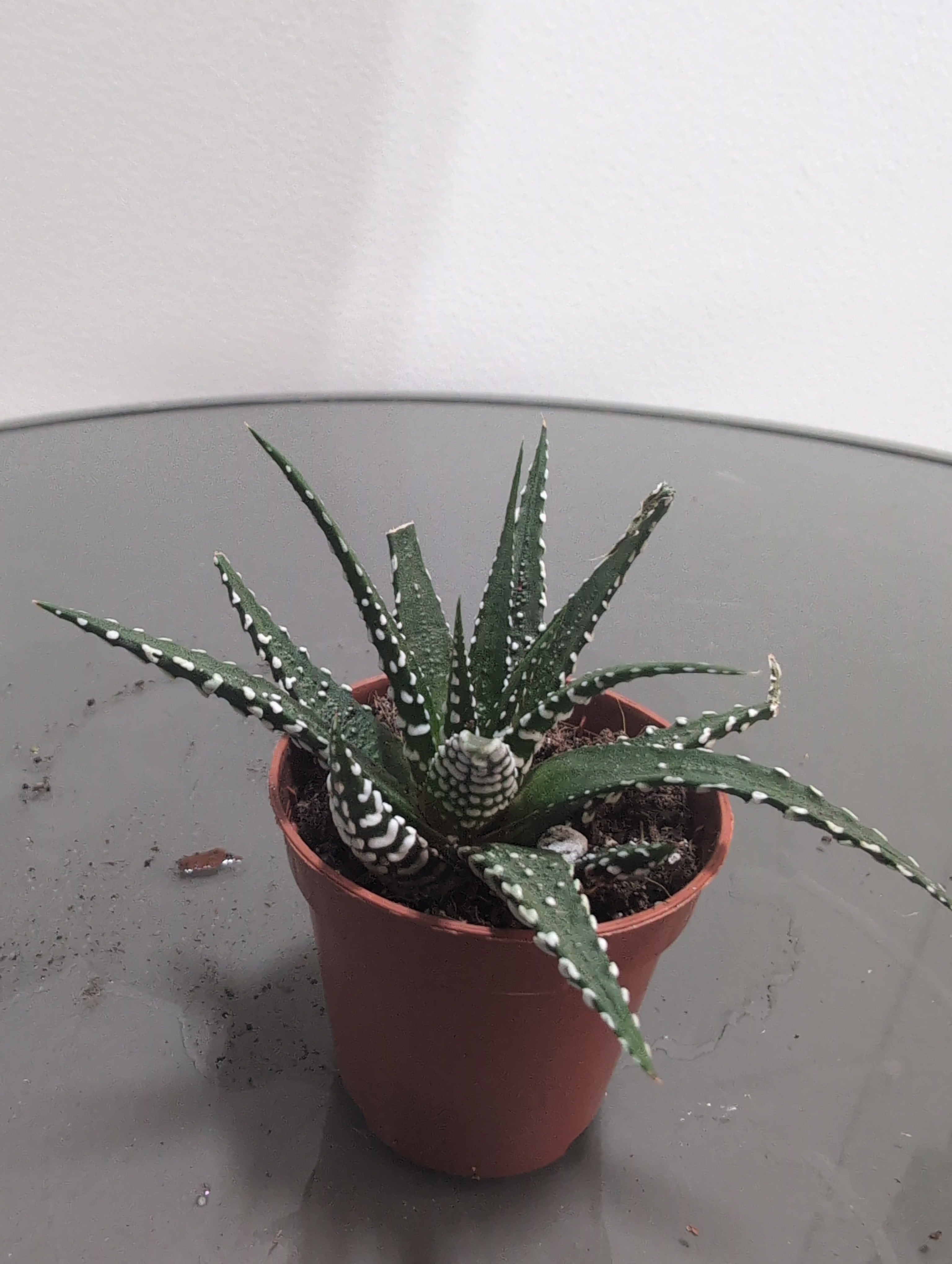 Hawthorthia "Big Band" - (5.5cm)