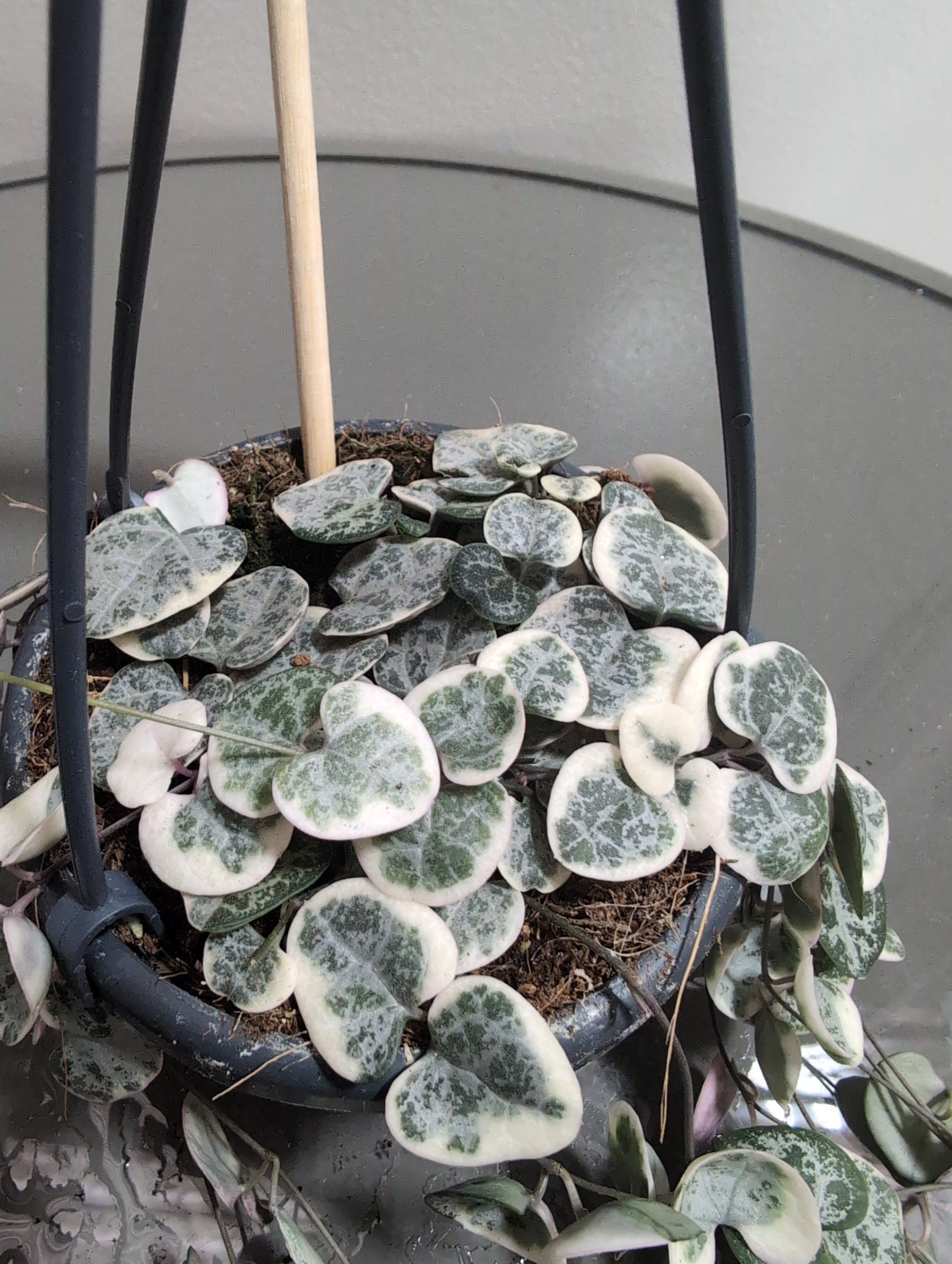 String Of Hearts | Ceropegia woodii | Variagated