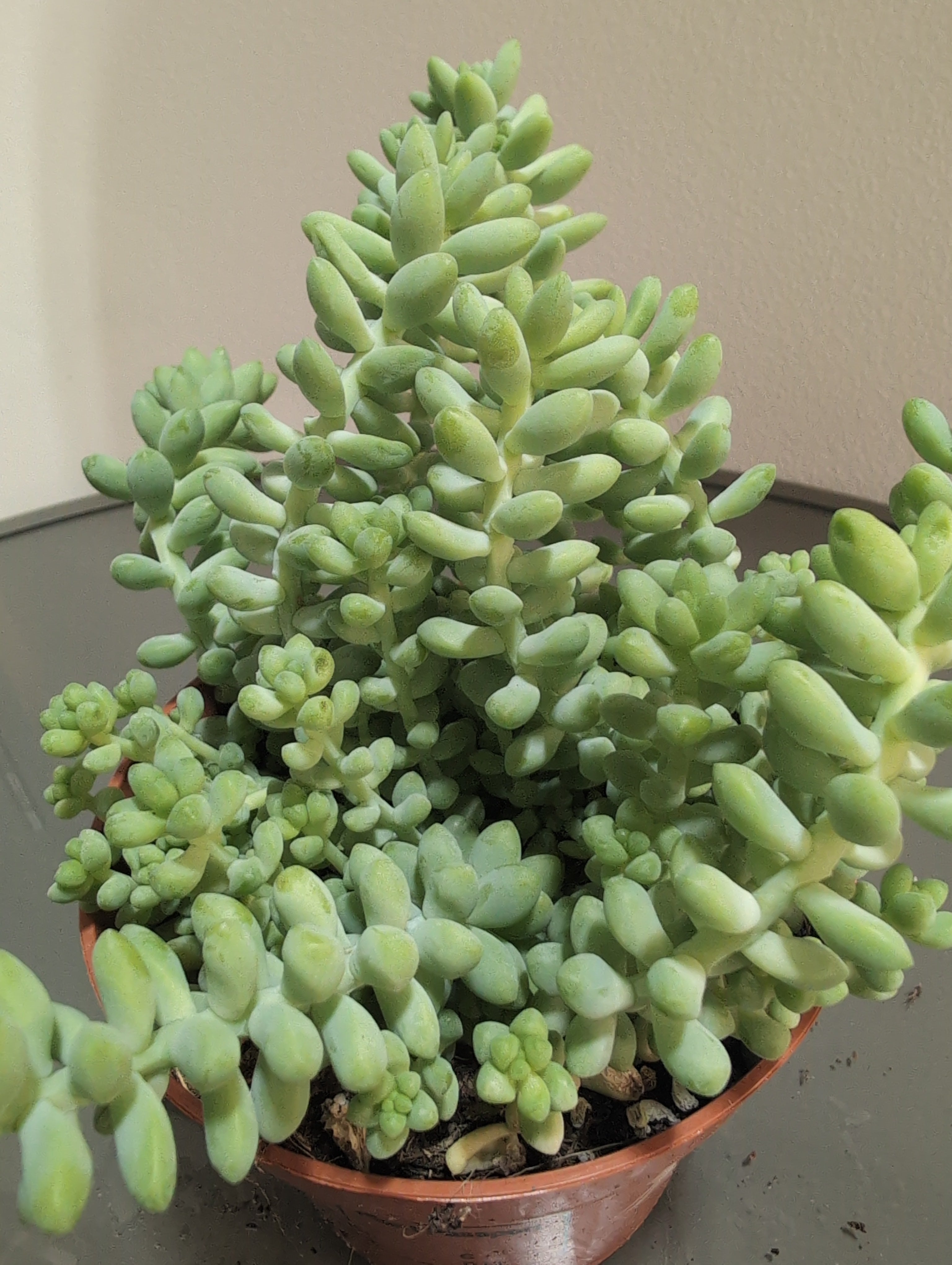 Sedum Burrito | Burro's Tail