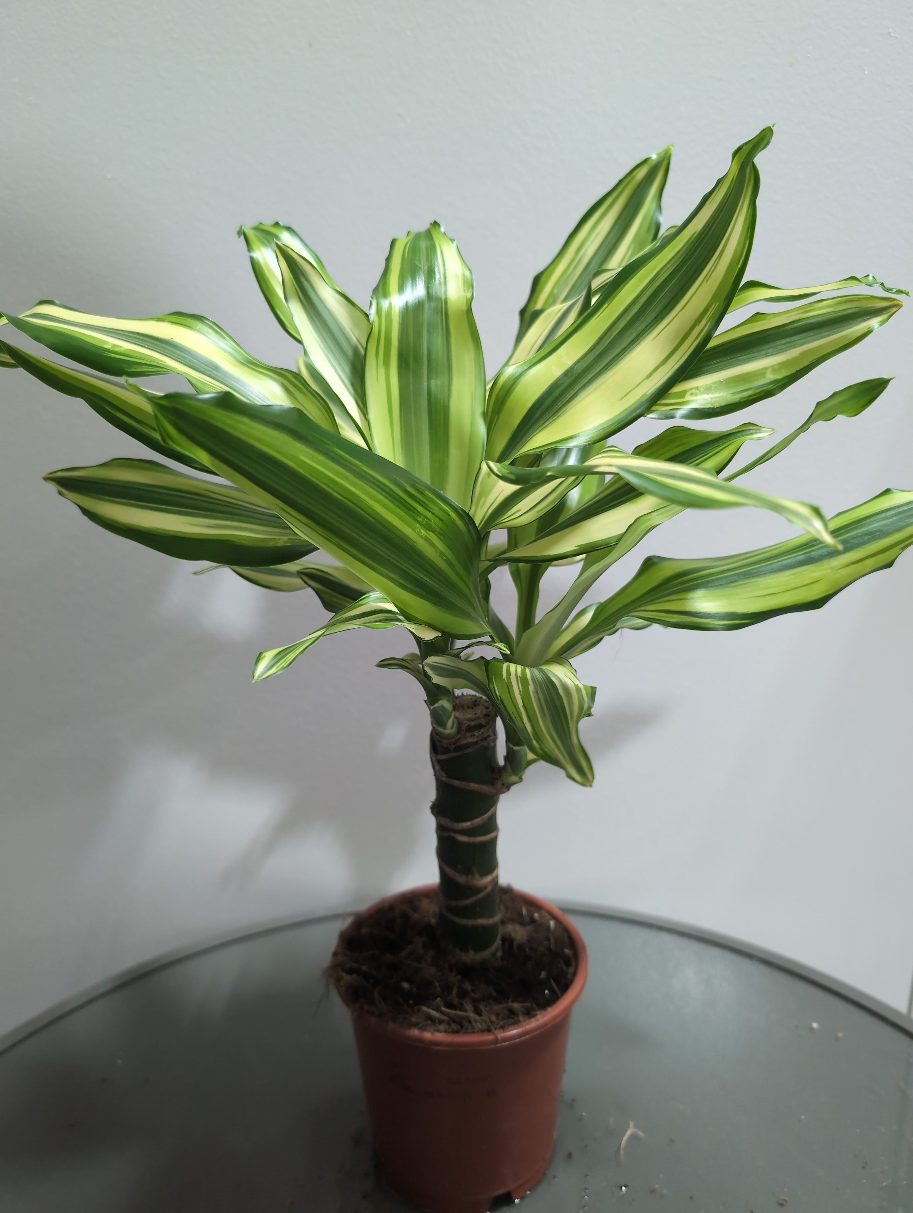 Dragon Tree | Yellow Coast Dracaena Fragrans