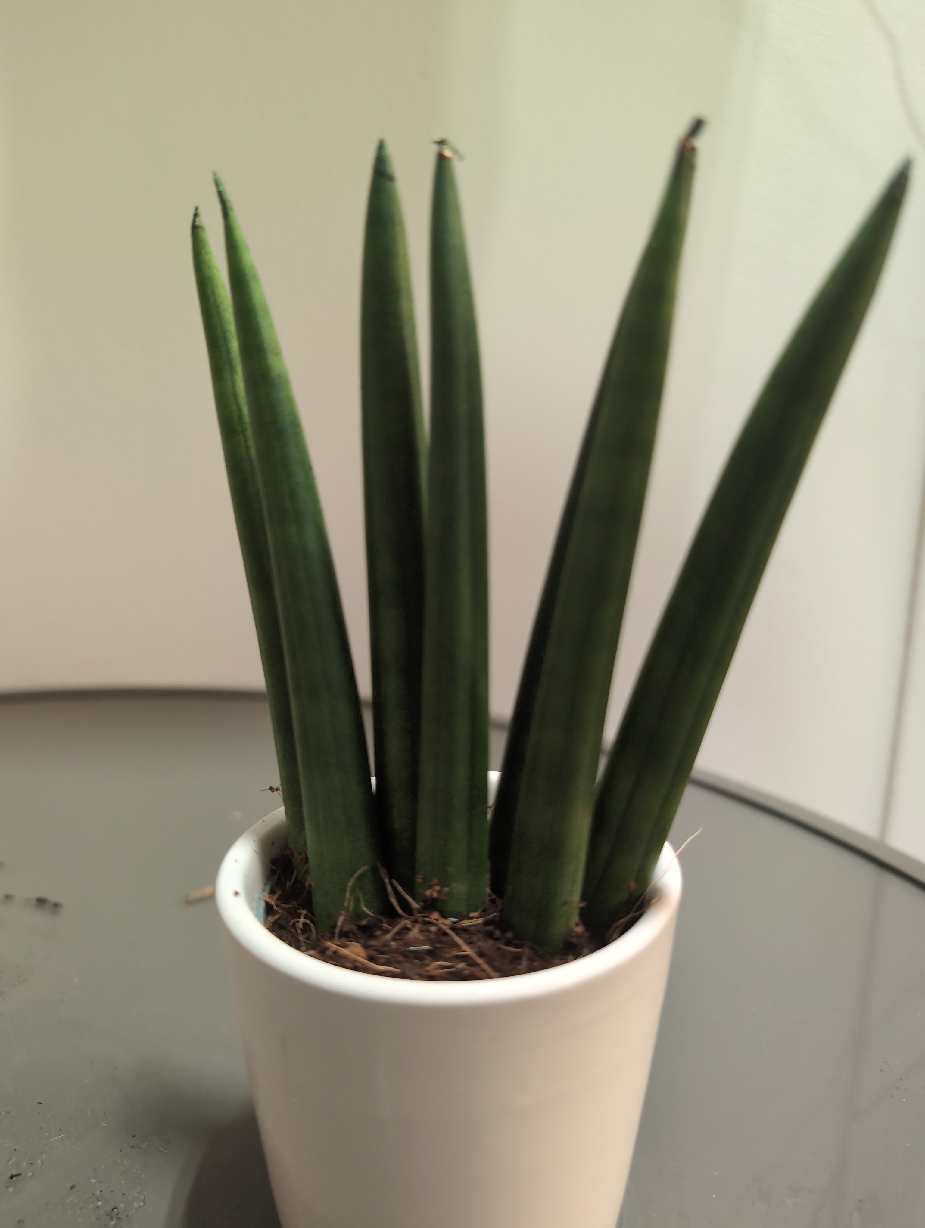 Snake Plant | Sansevieria cylindrica