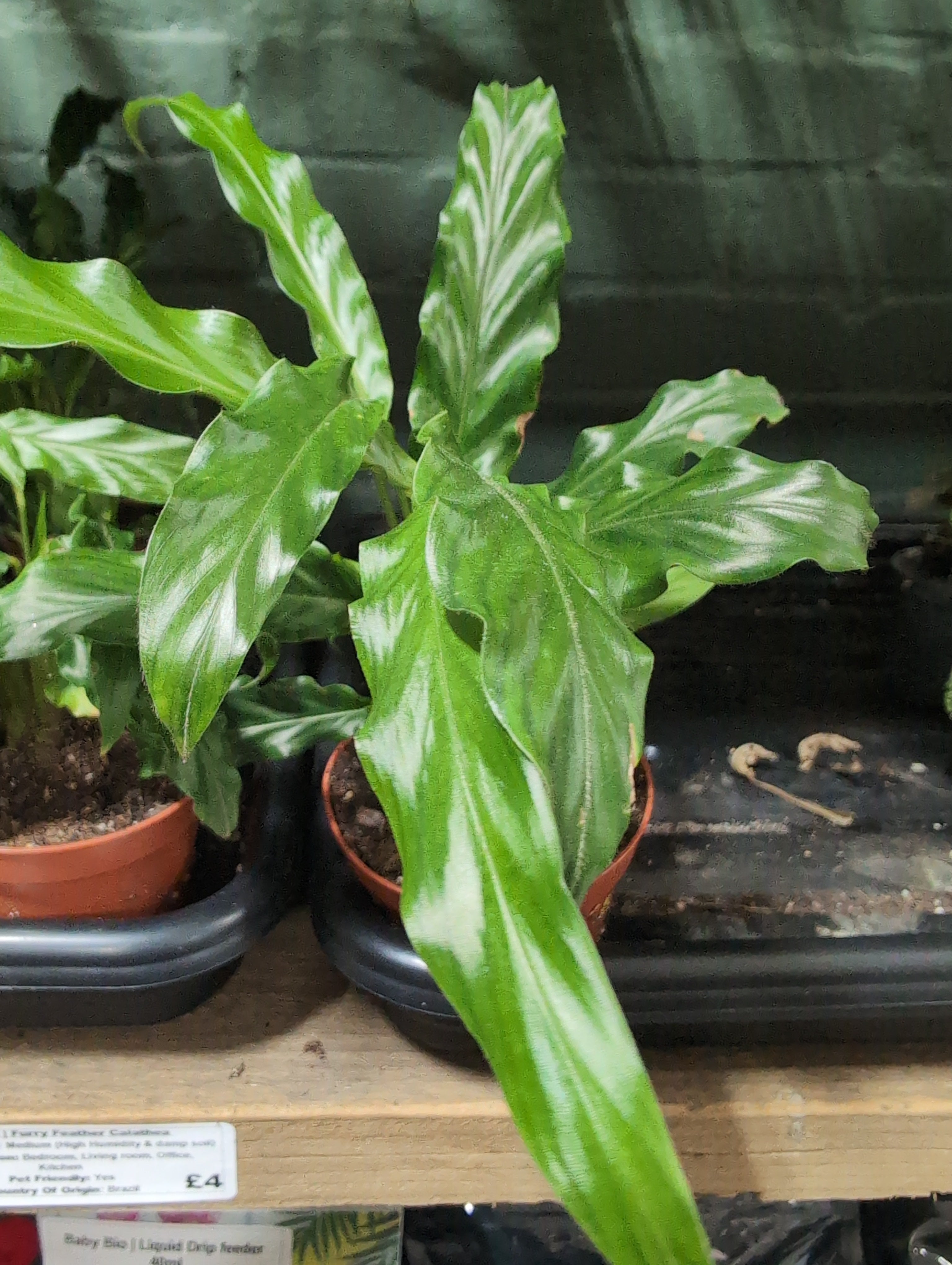Calathea | Furry Feather Calathea | Goeppertia rufibarba