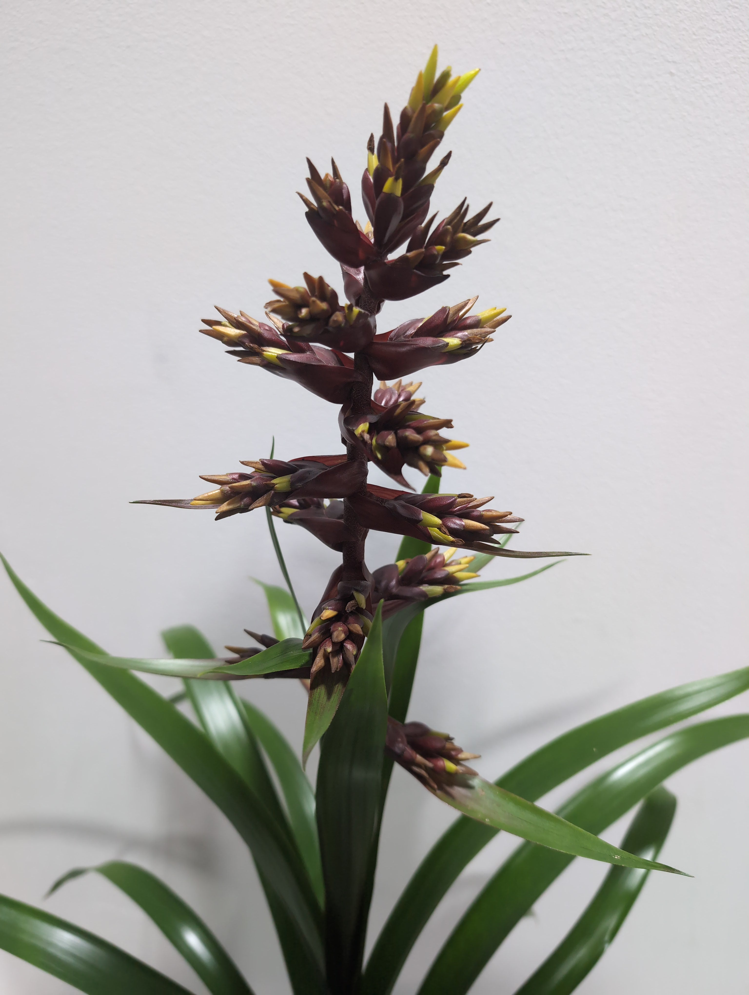 Guzmania - ‘Choco'