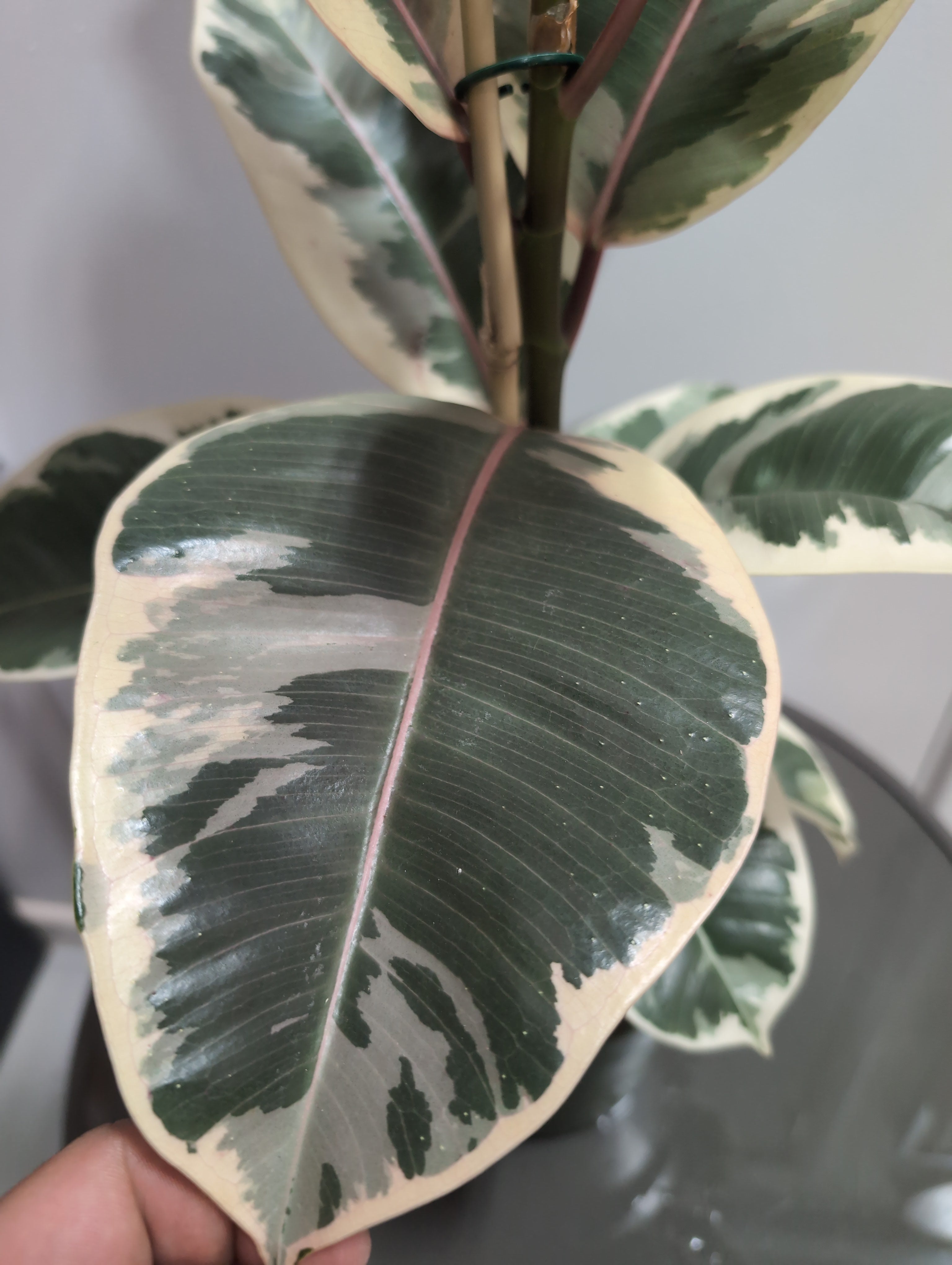 Ficus Elastica | Tineke (21cm)
