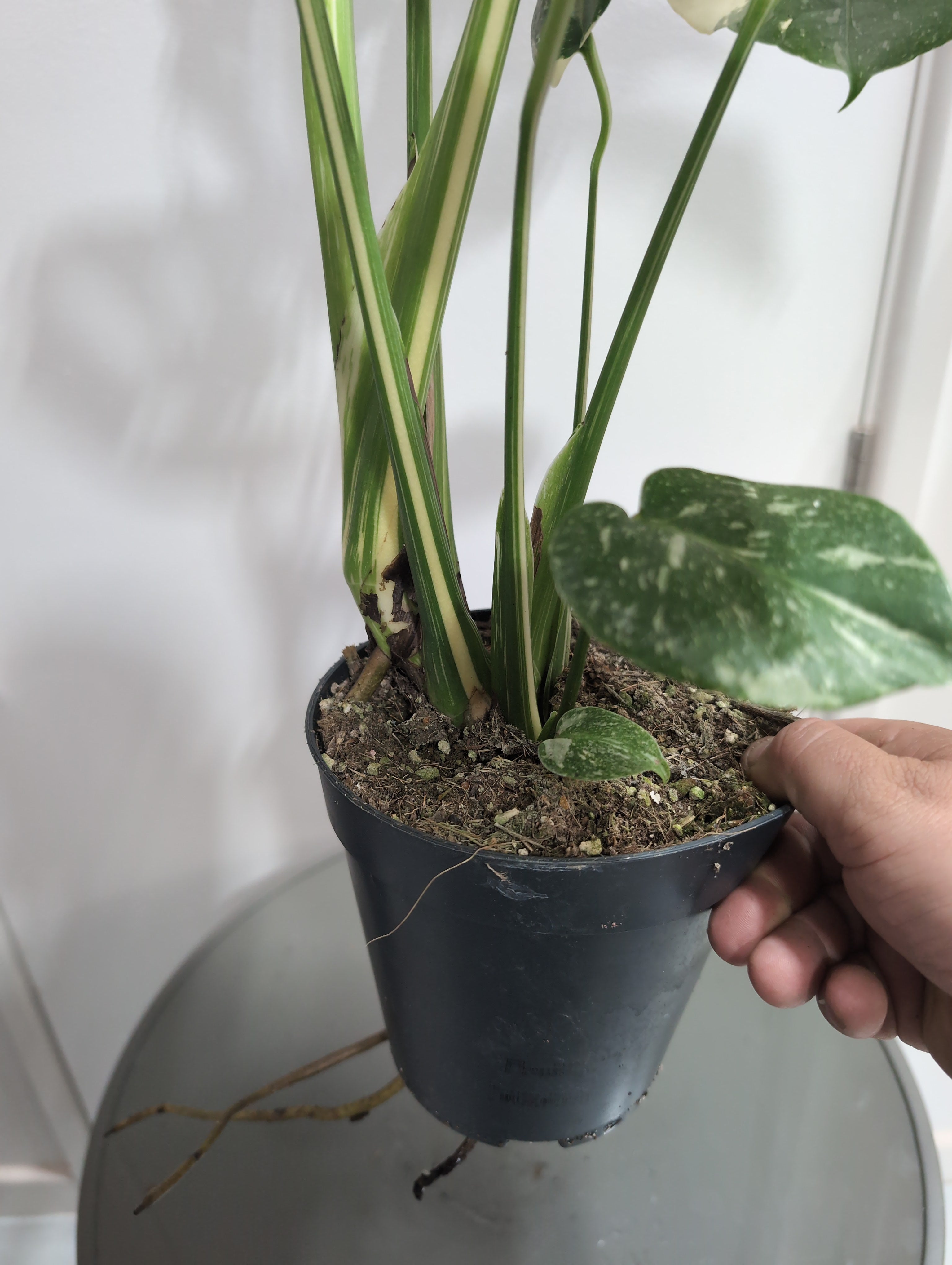 Monstera deliciosa | Thai Constellation