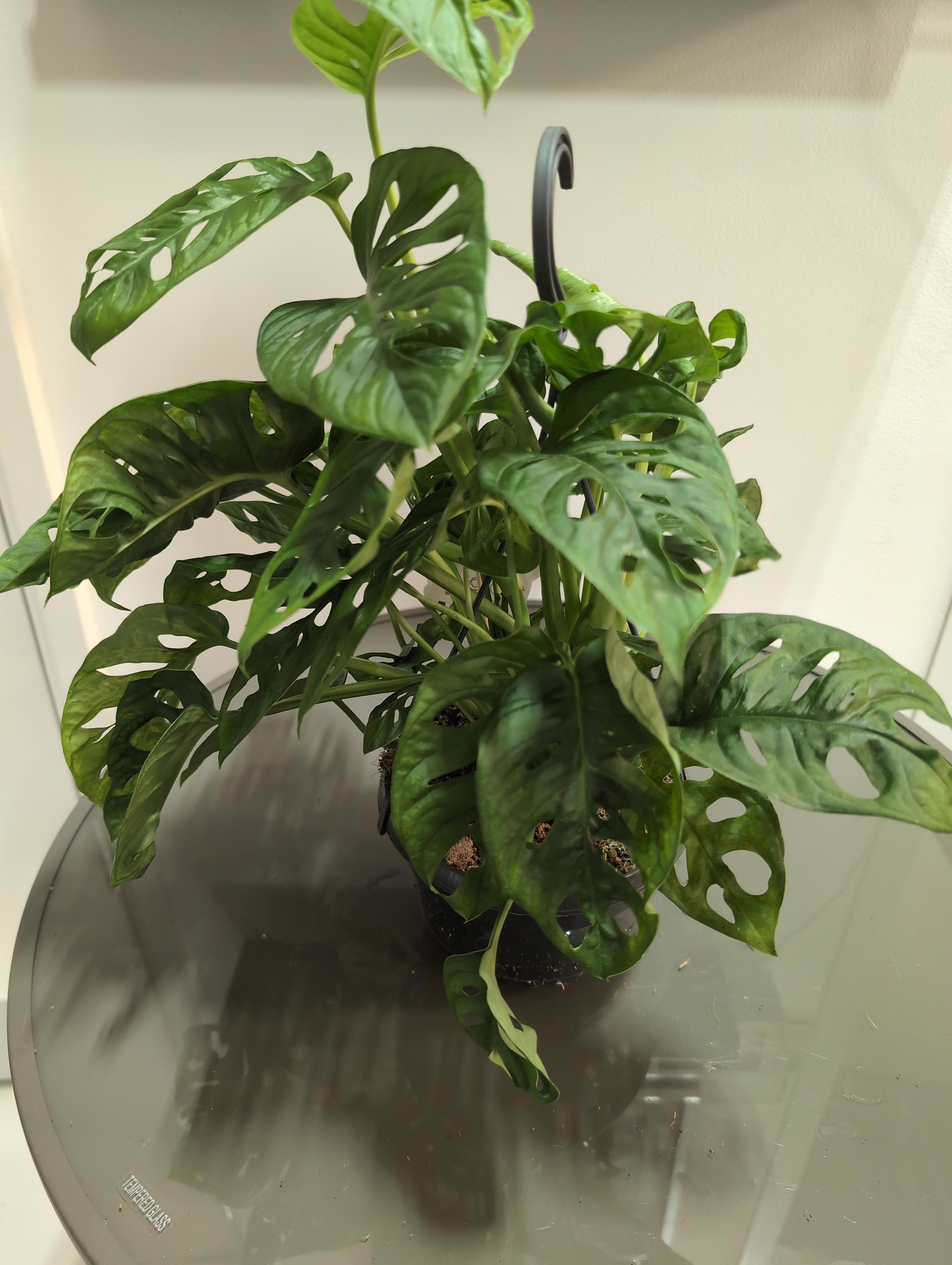 Swiss Cheese Plant | Monstera adansonii