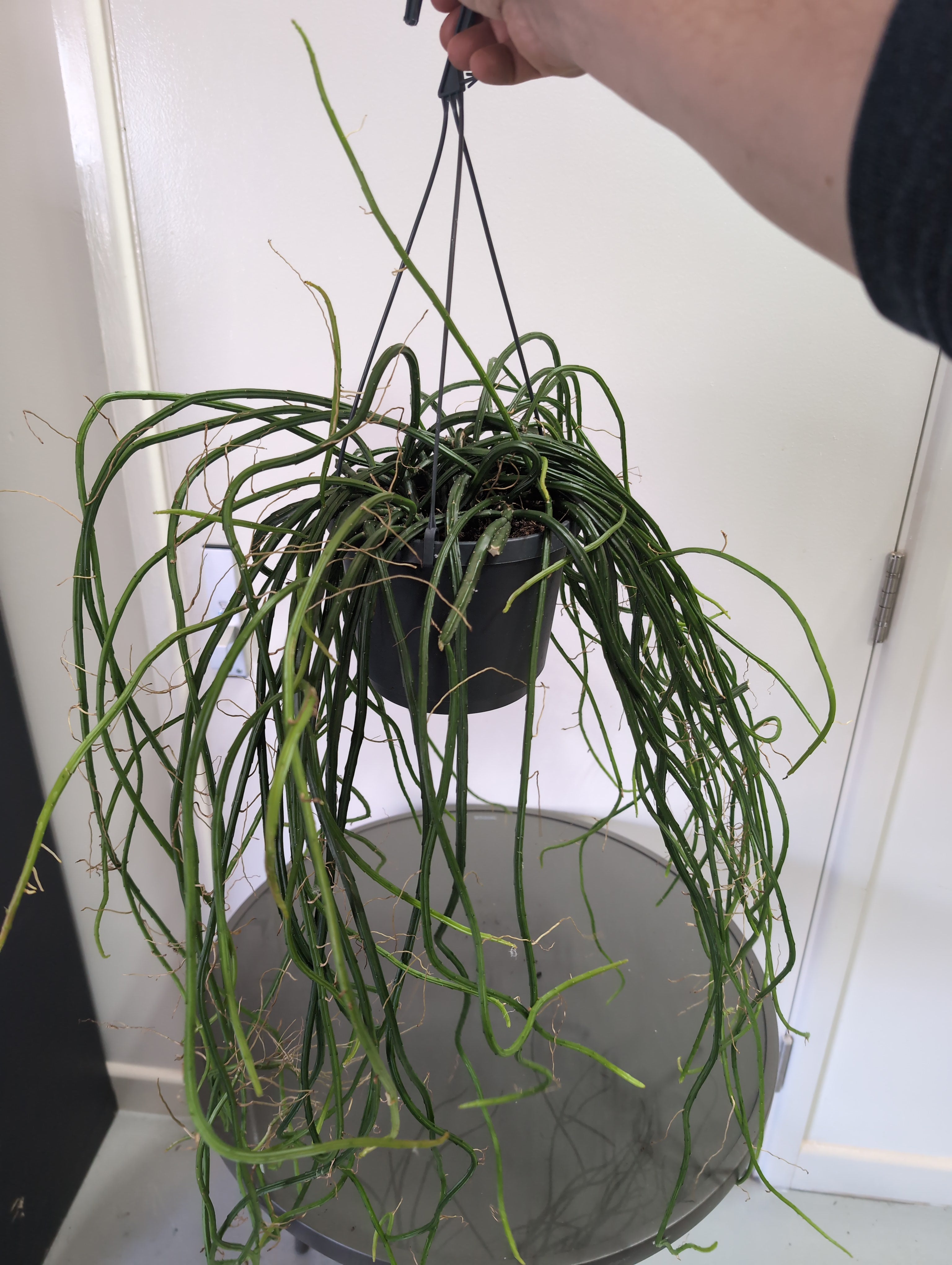 Werckle’s Moonlight Cactus | Selenicereus Wercklei | Hanging Pot