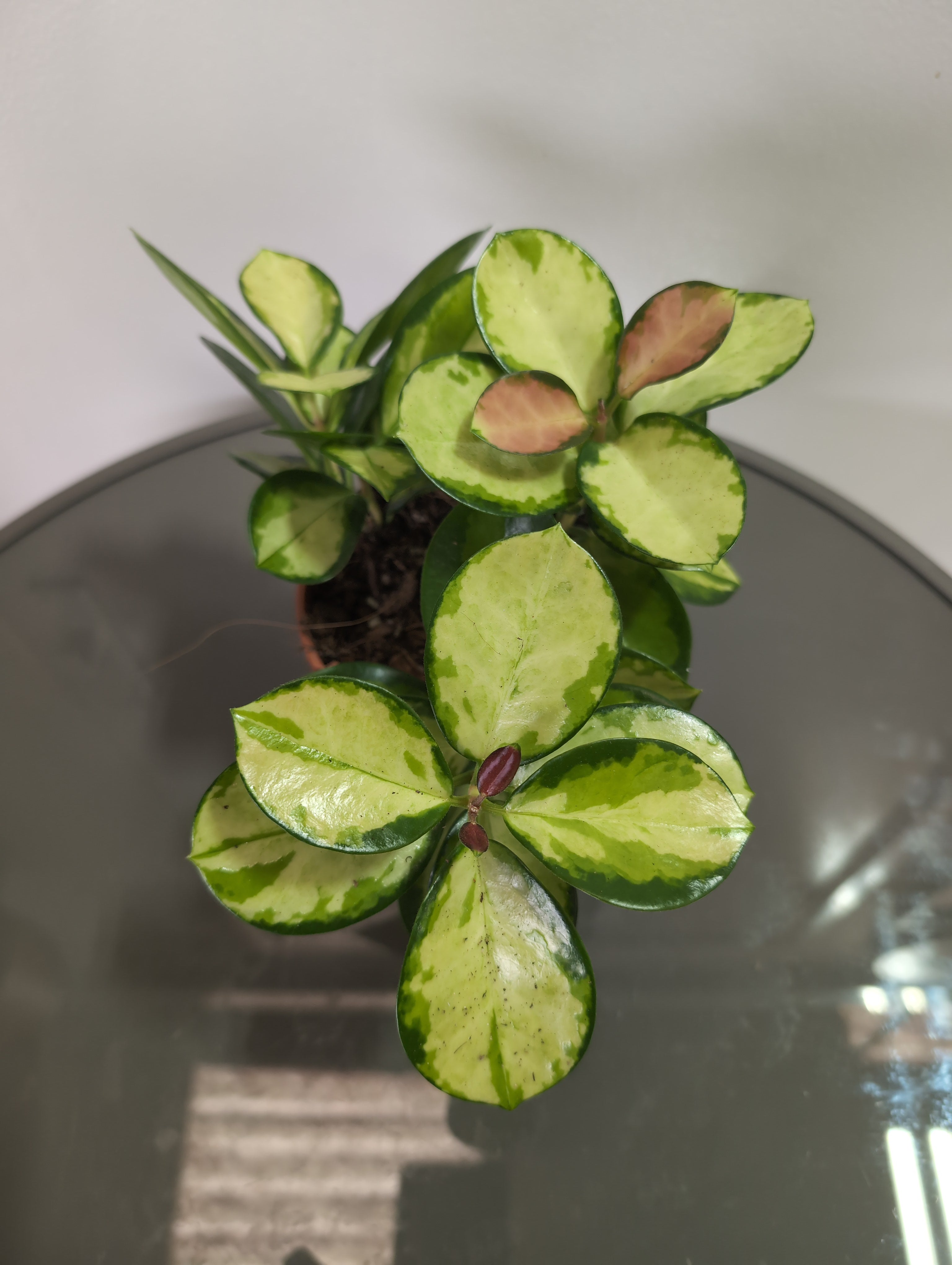 Hoya | Variegated Wax Plant | Hoya Australis | Lisa