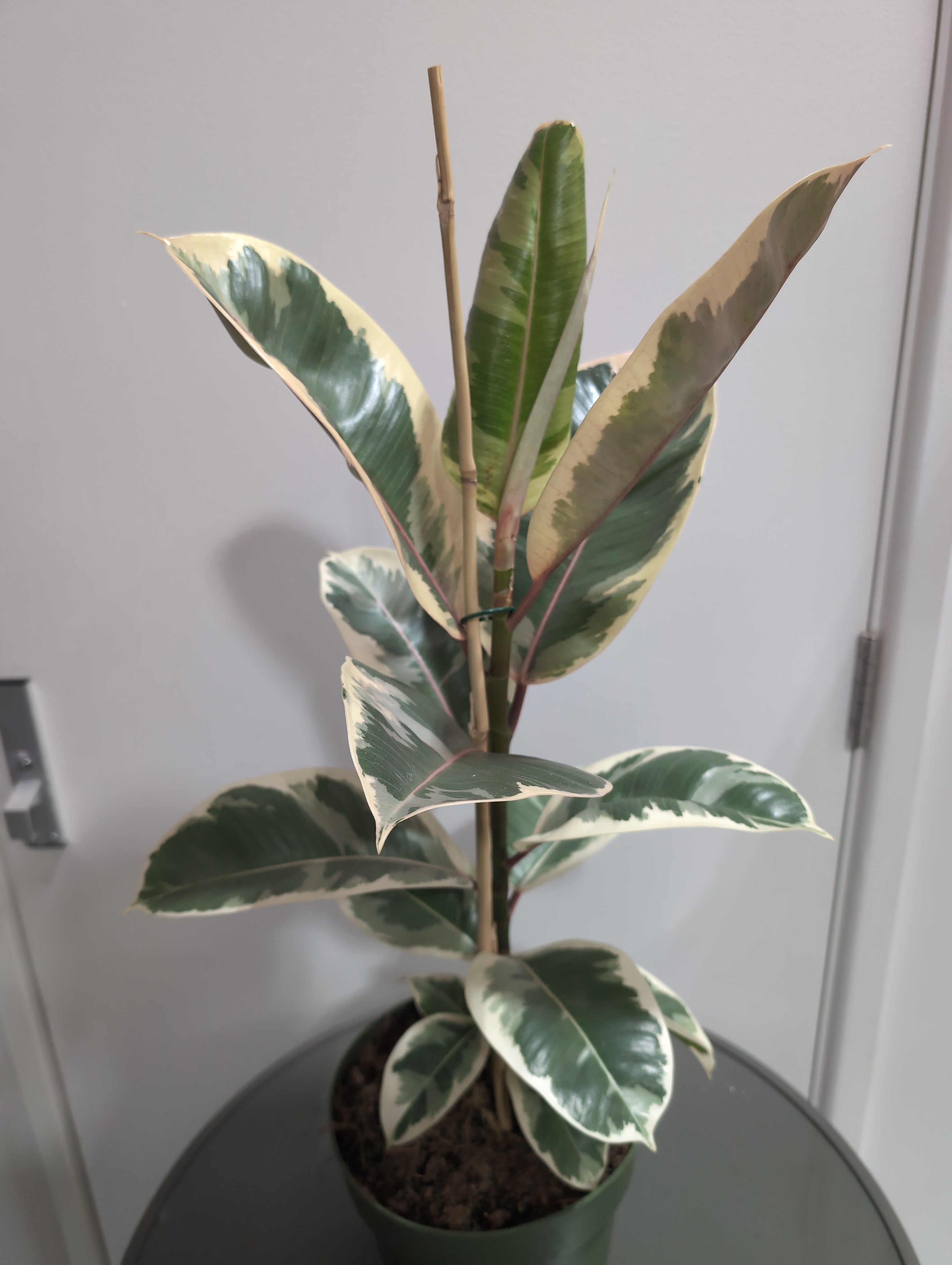 Ficus Elastica | Tineke (21cm)
